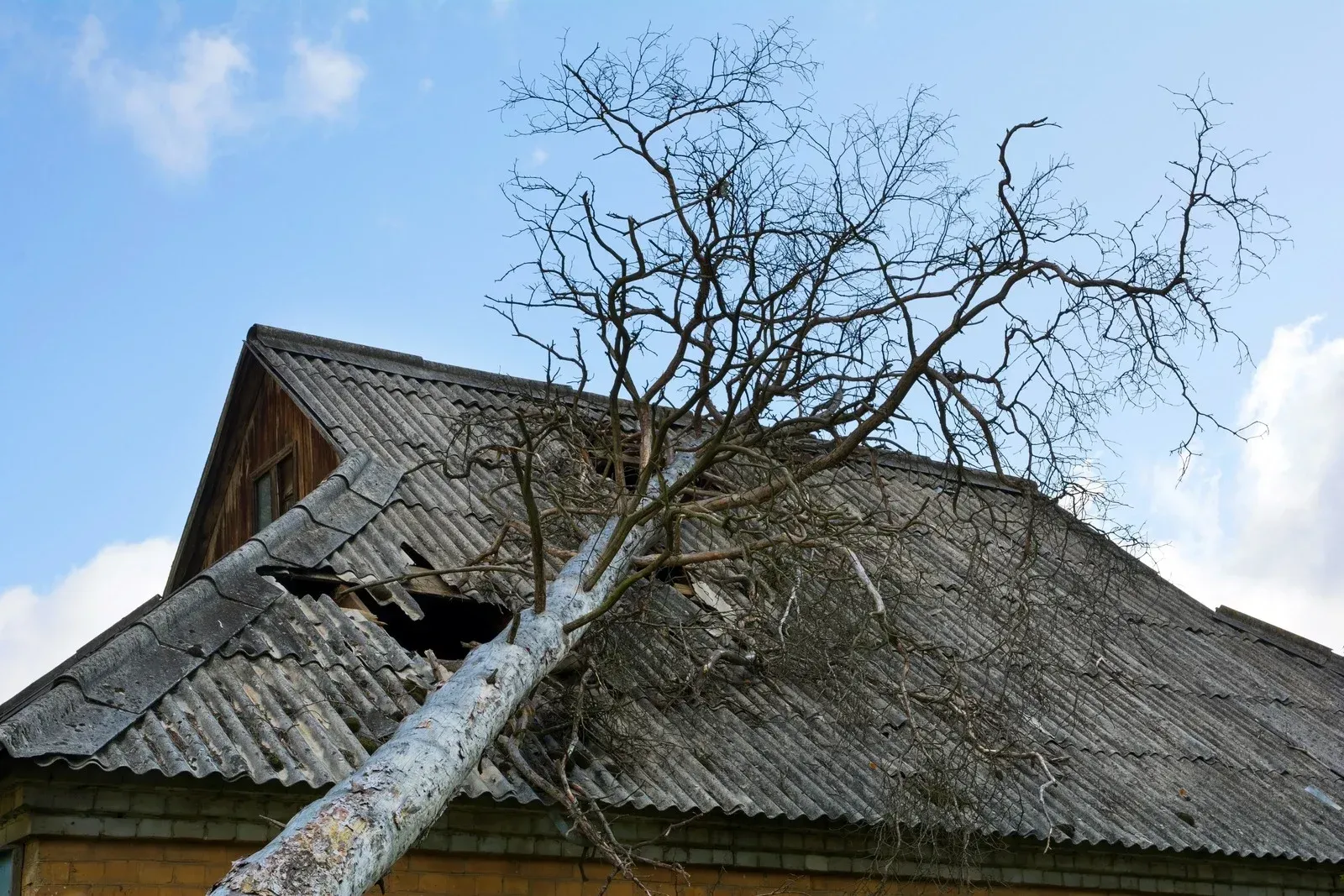 Tree branch crashed through the roof of a weathered building, damage visible against a blue sky.