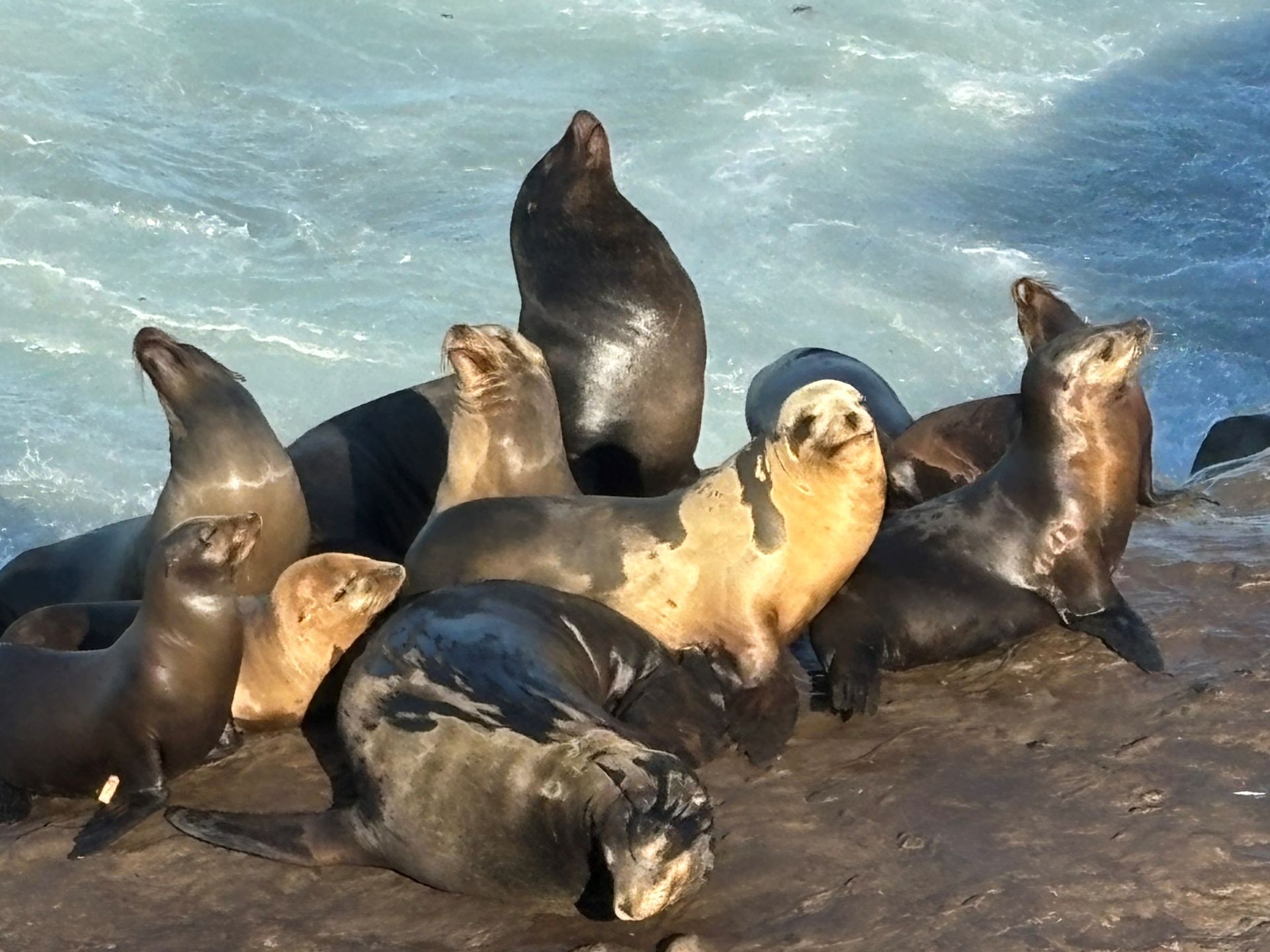 A group of seals are laying on a rock near the water