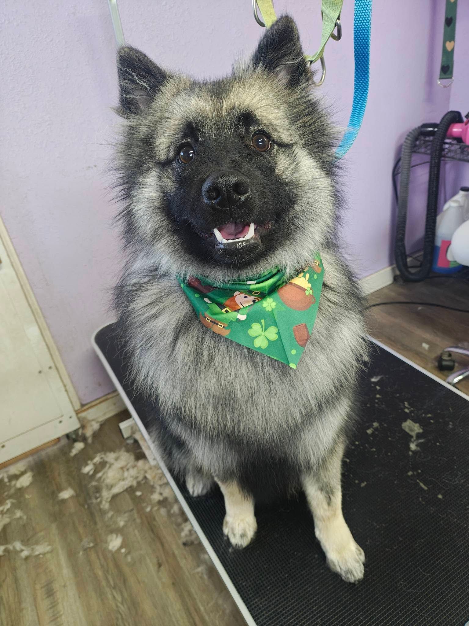 Fluffy gray dog with a green holiday bandana standing on a grooming table, looking at the camera.