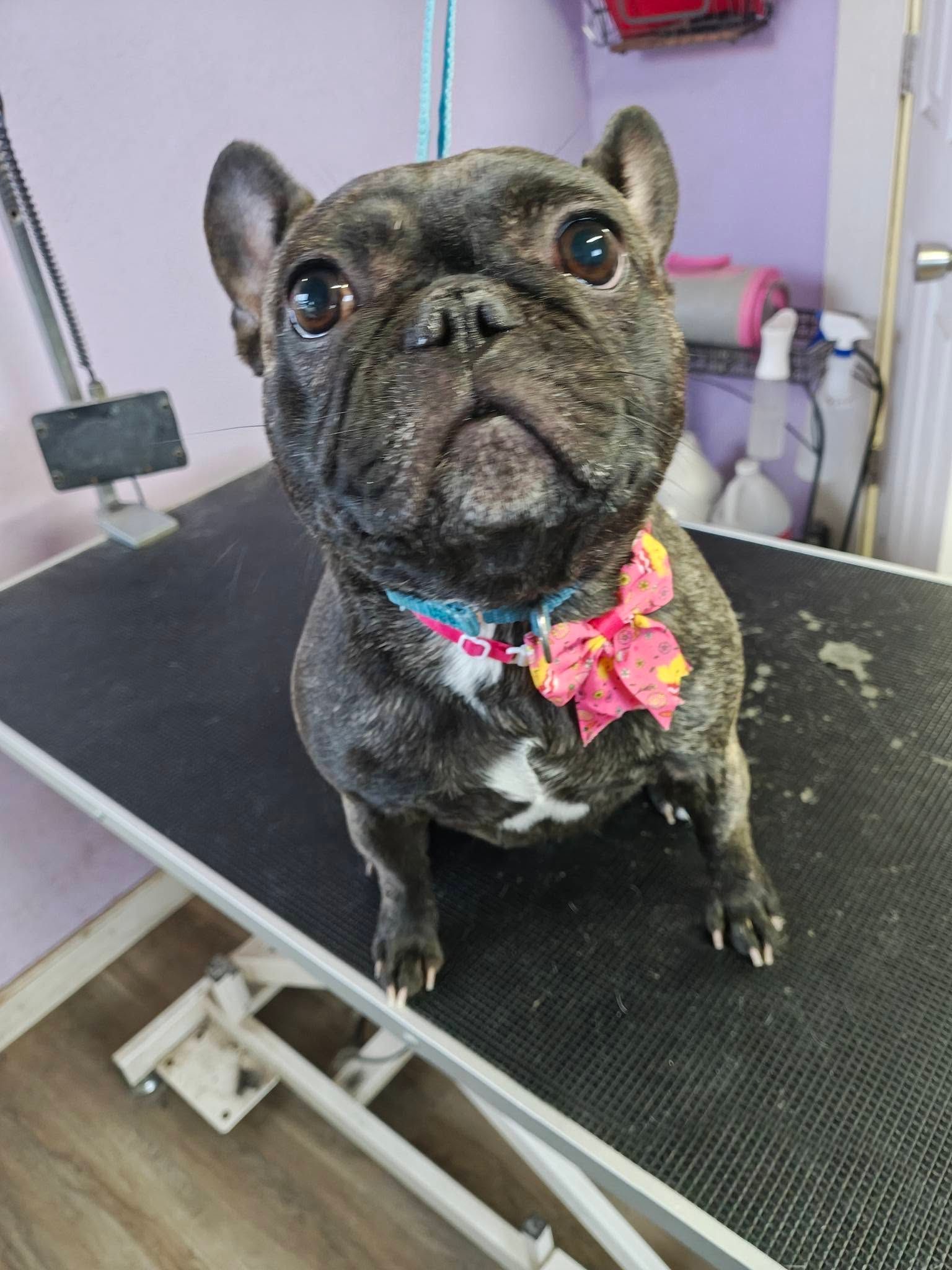 Small brindle French bulldog wearing a colorful bow collar on a grooming table, looking up at the camera.