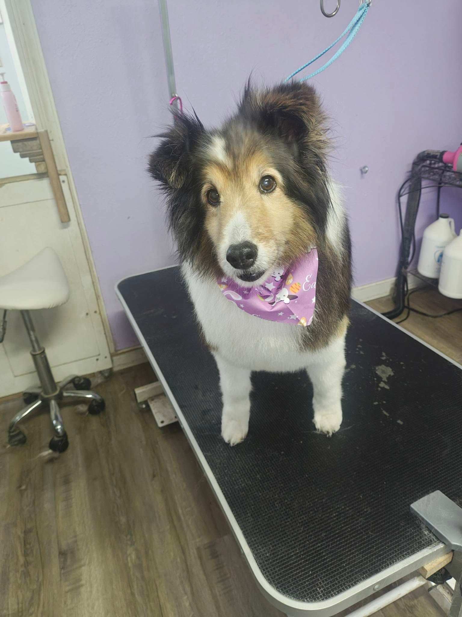 Dog standing on a grooming table, wearing a purple bandana, in a pet grooming salon.