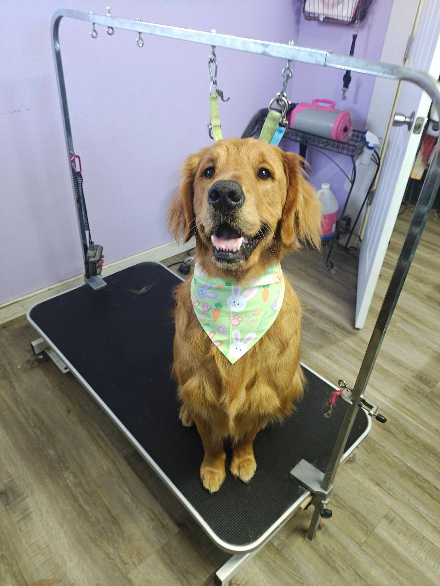Golden retriever on a grooming table, wearing a pastel bandana and looking at the camera.