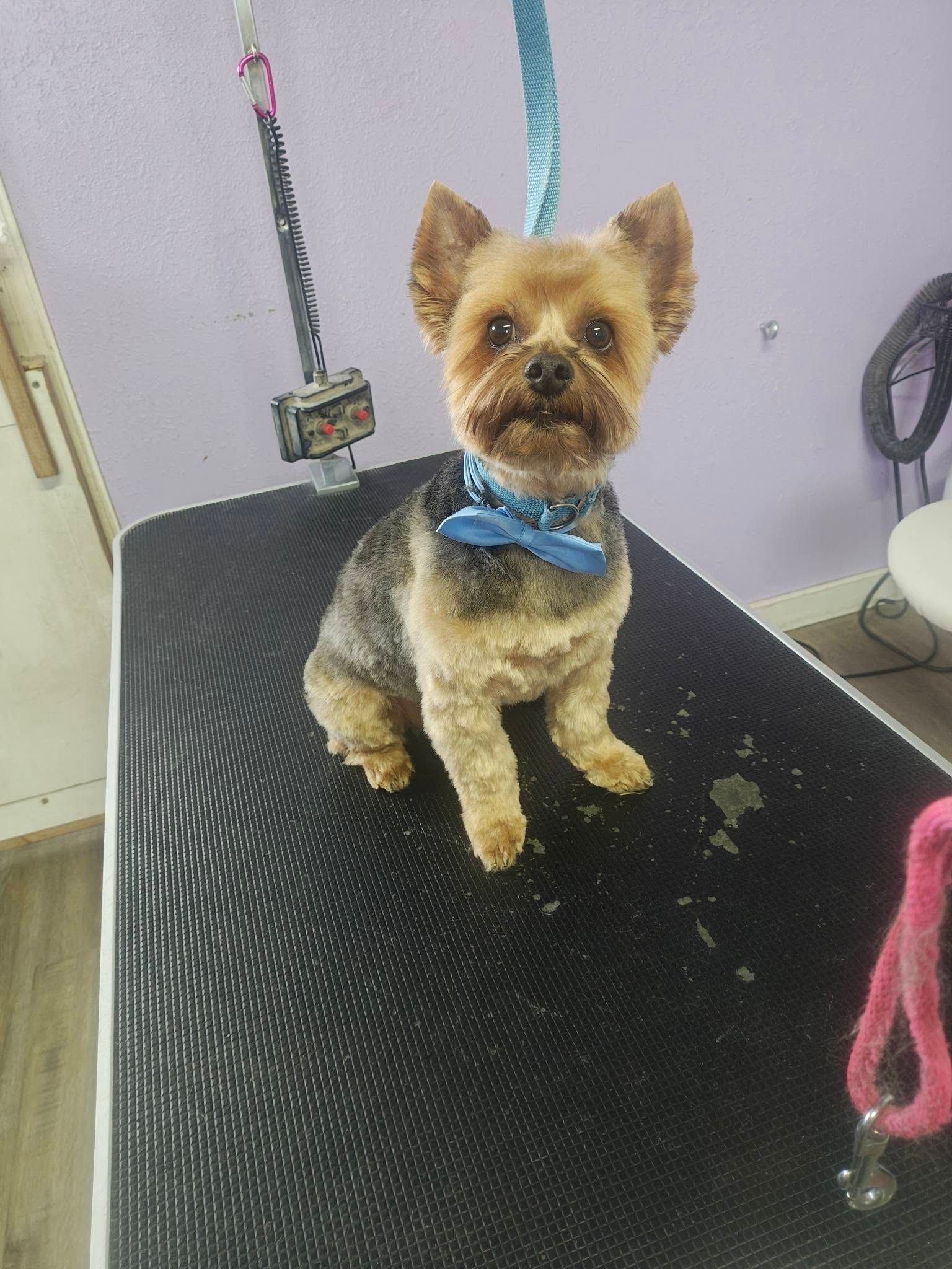 Small Yorkshire terrier in a blue bow tie sitting on a grooming table against a purple wall.