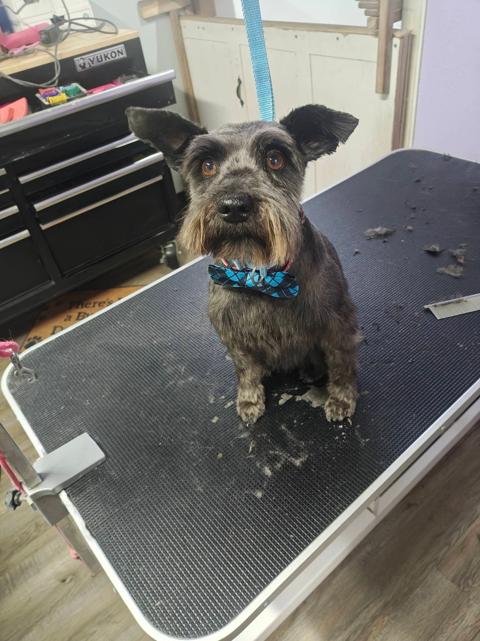 Small scruffy dog with blue collar sitting on a grooming table, looking at the camera.