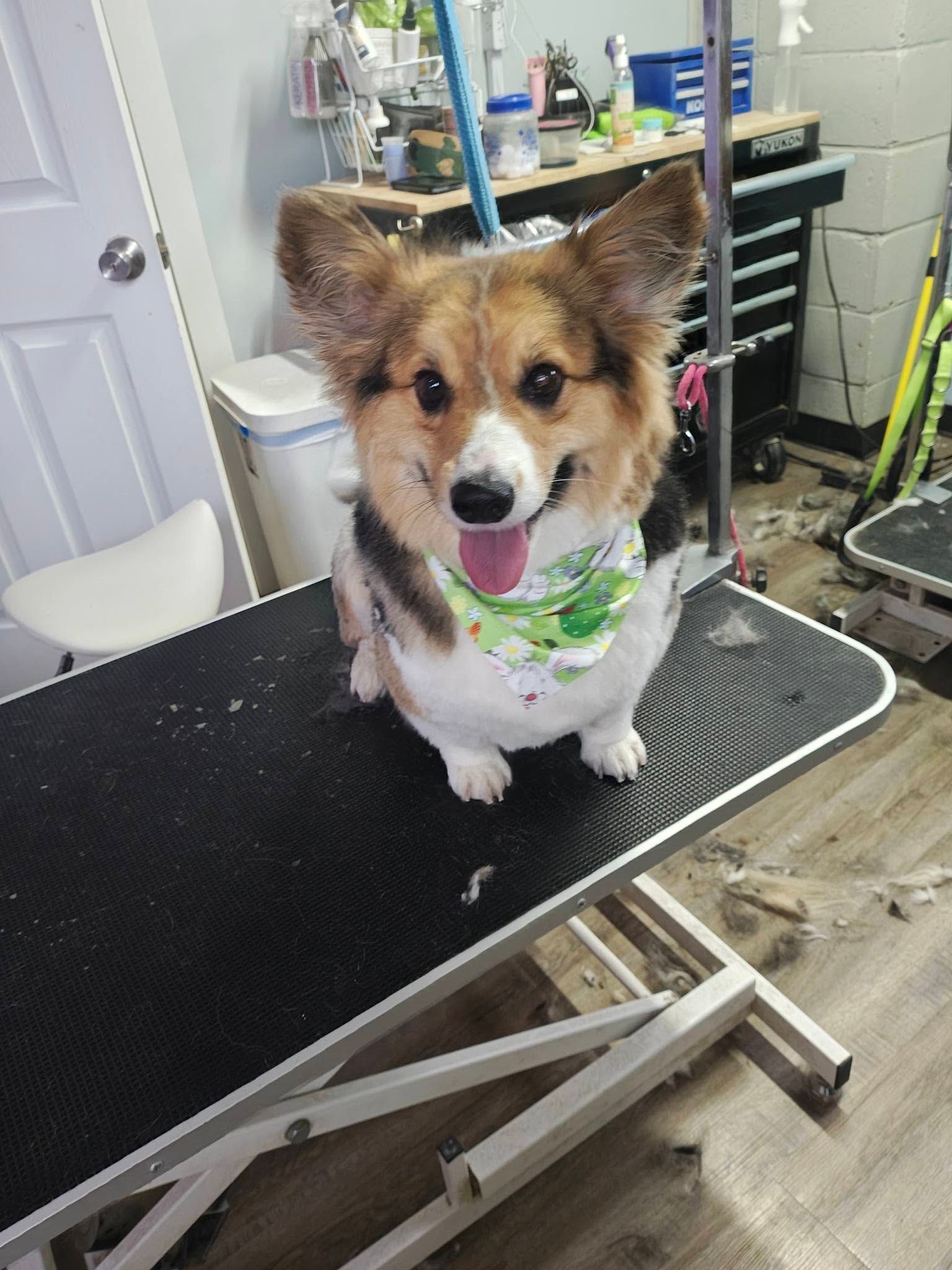 Small dog with a green bandana standing on a grooming table, looking at the camera with tongue out.
