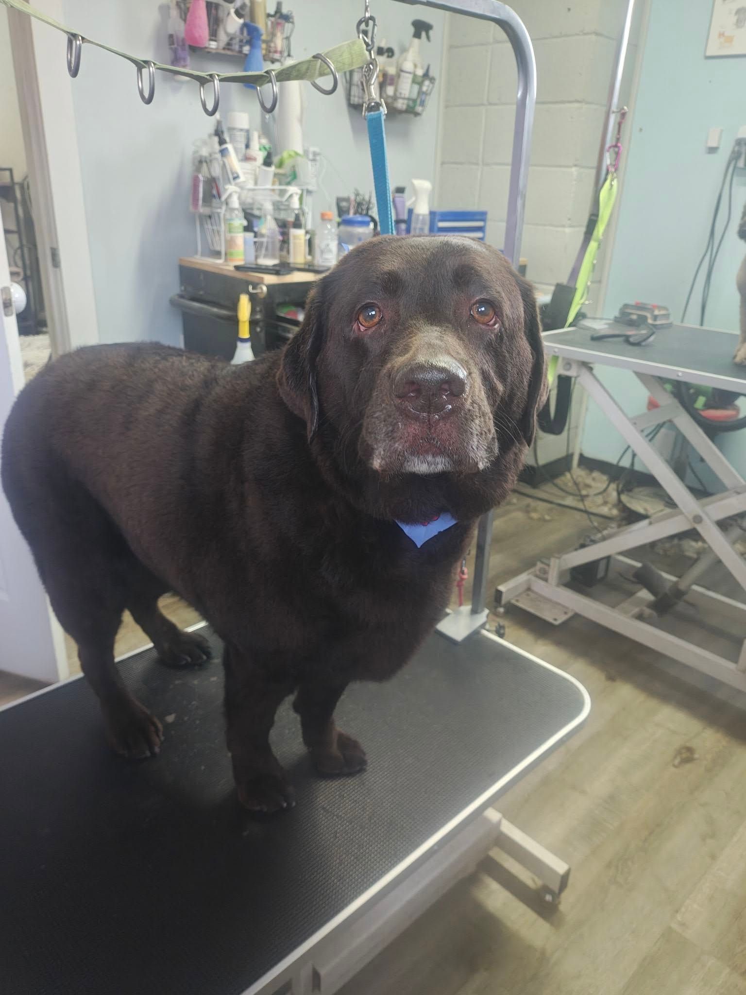Chocolate Labrador on a grooming table in a pet salon, with a blue bandana and wet face.