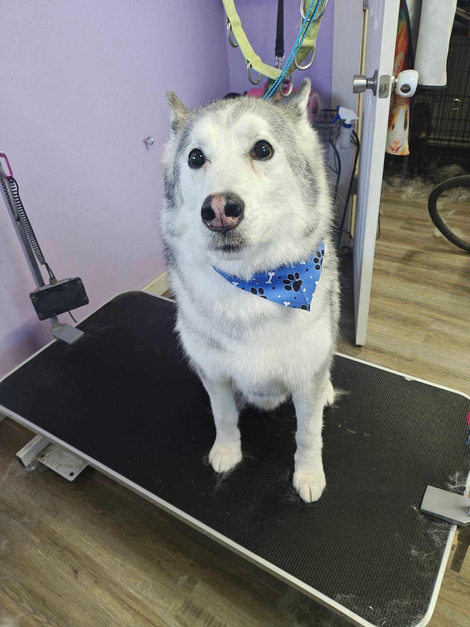 White dog with blue bandana standing on a grooming table in a salon