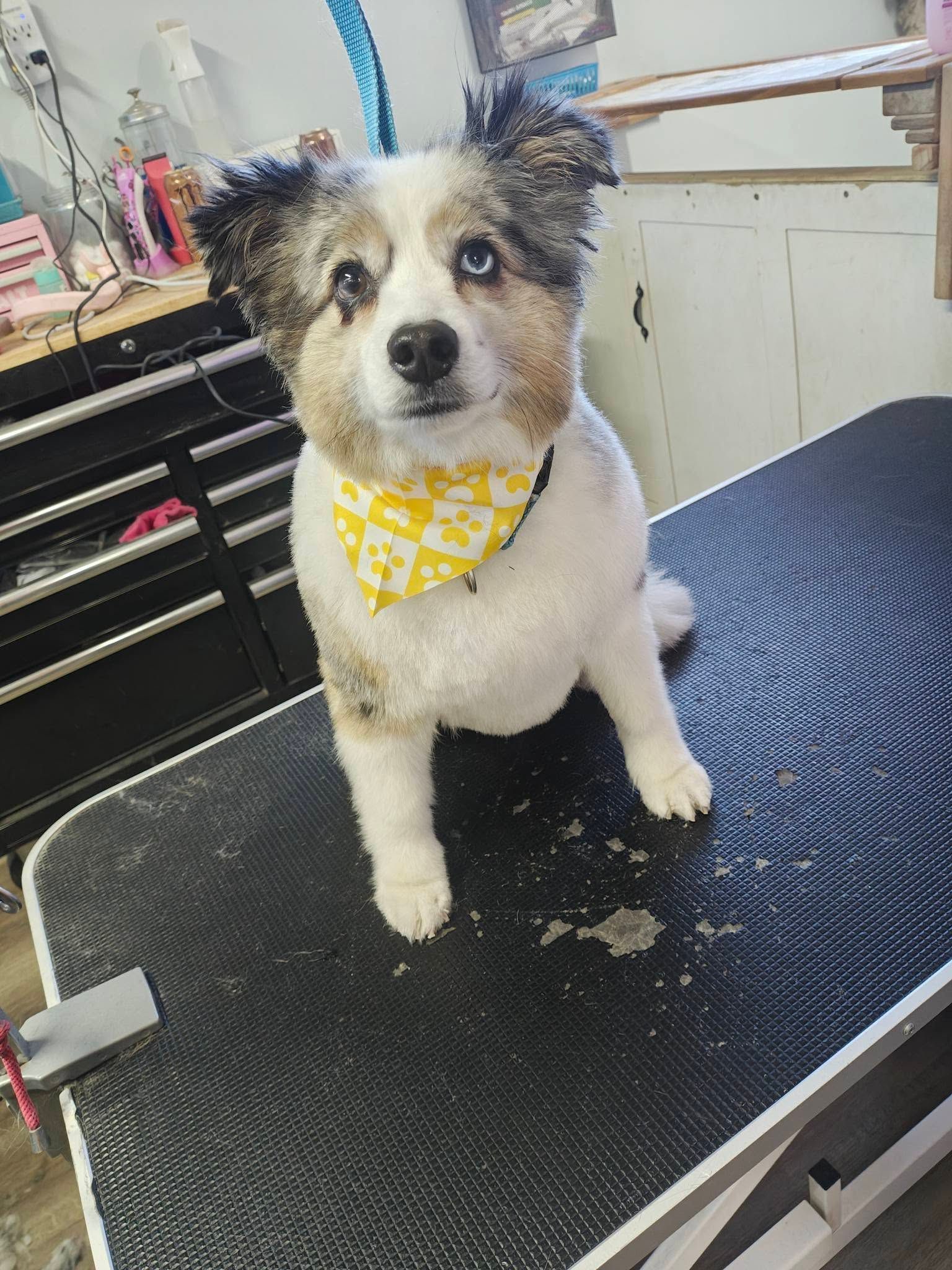 Small dog with a yellow bandana sitting on a grooming table, facing the camera.