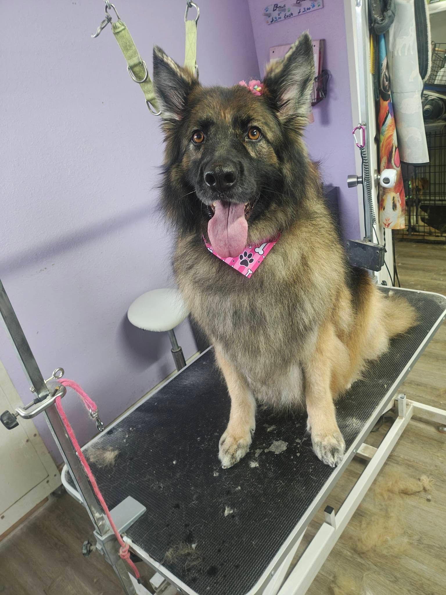 German Shepherd sitting on a grooming table, wearing a pink bandana, with ears up and tongue out.