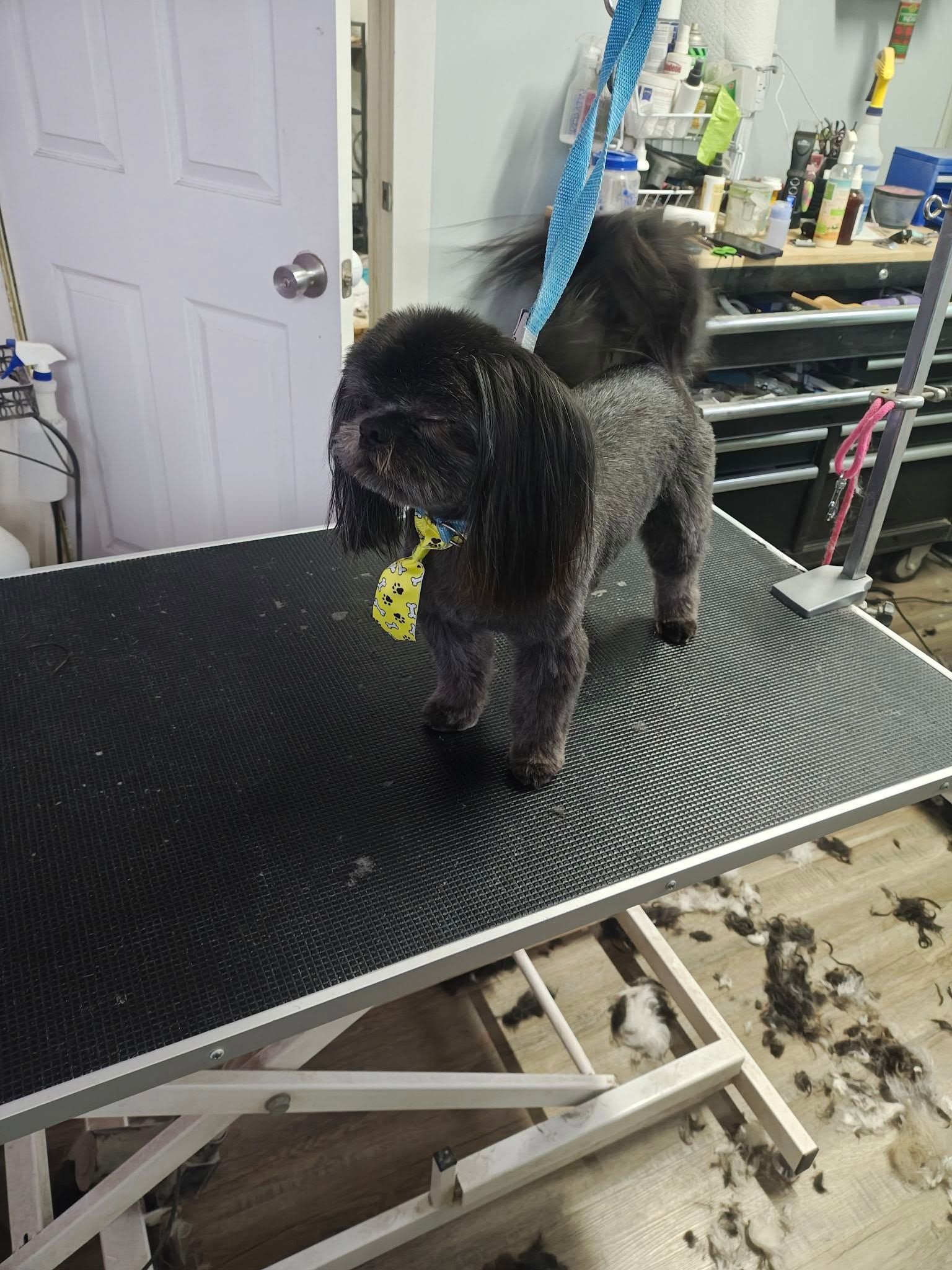 Black poodle stands on a grooming table, holding a yellow toy in a pet salon.