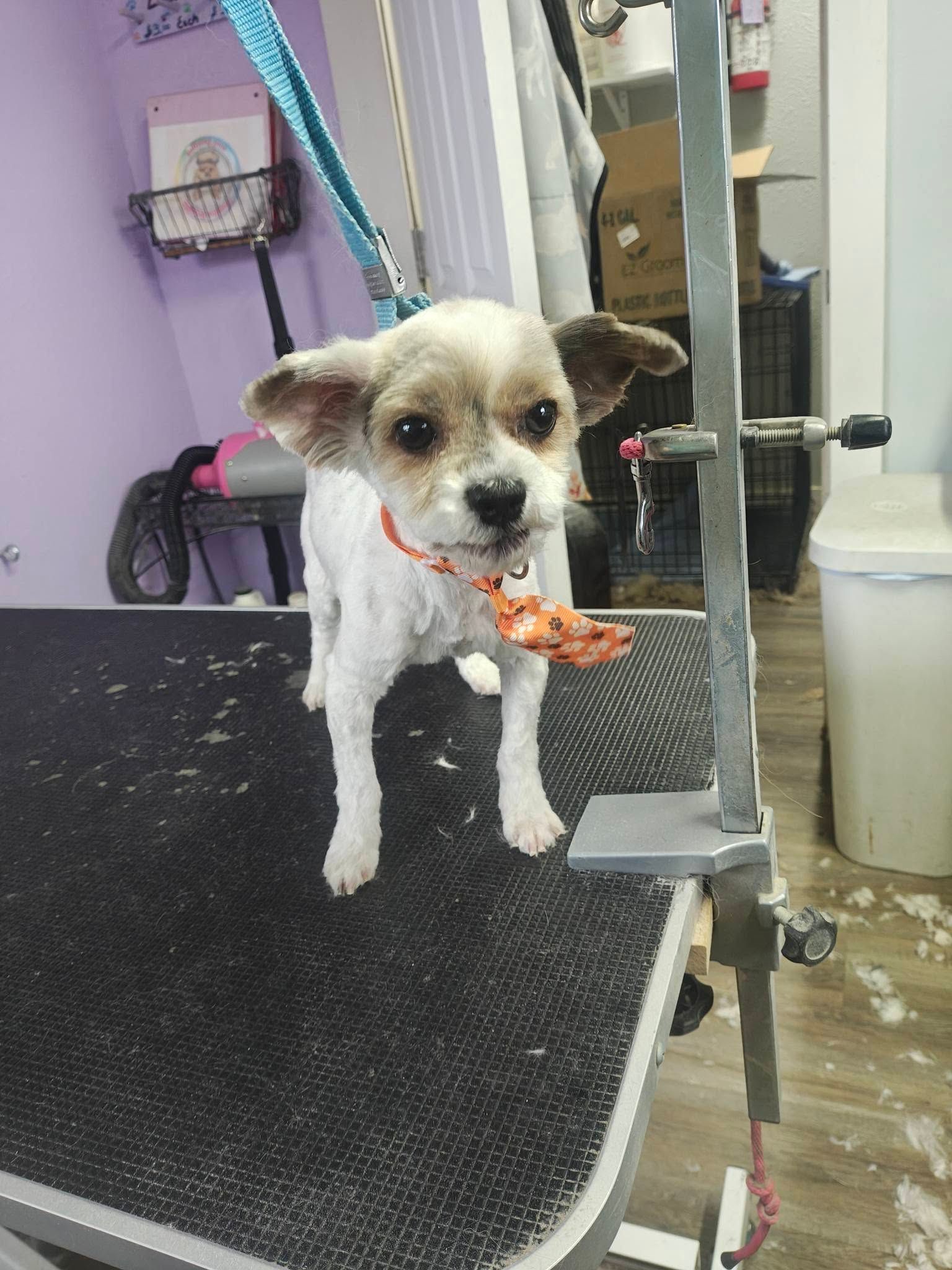 Small white dog with tan ears on a grooming table, wearing a red bandana.