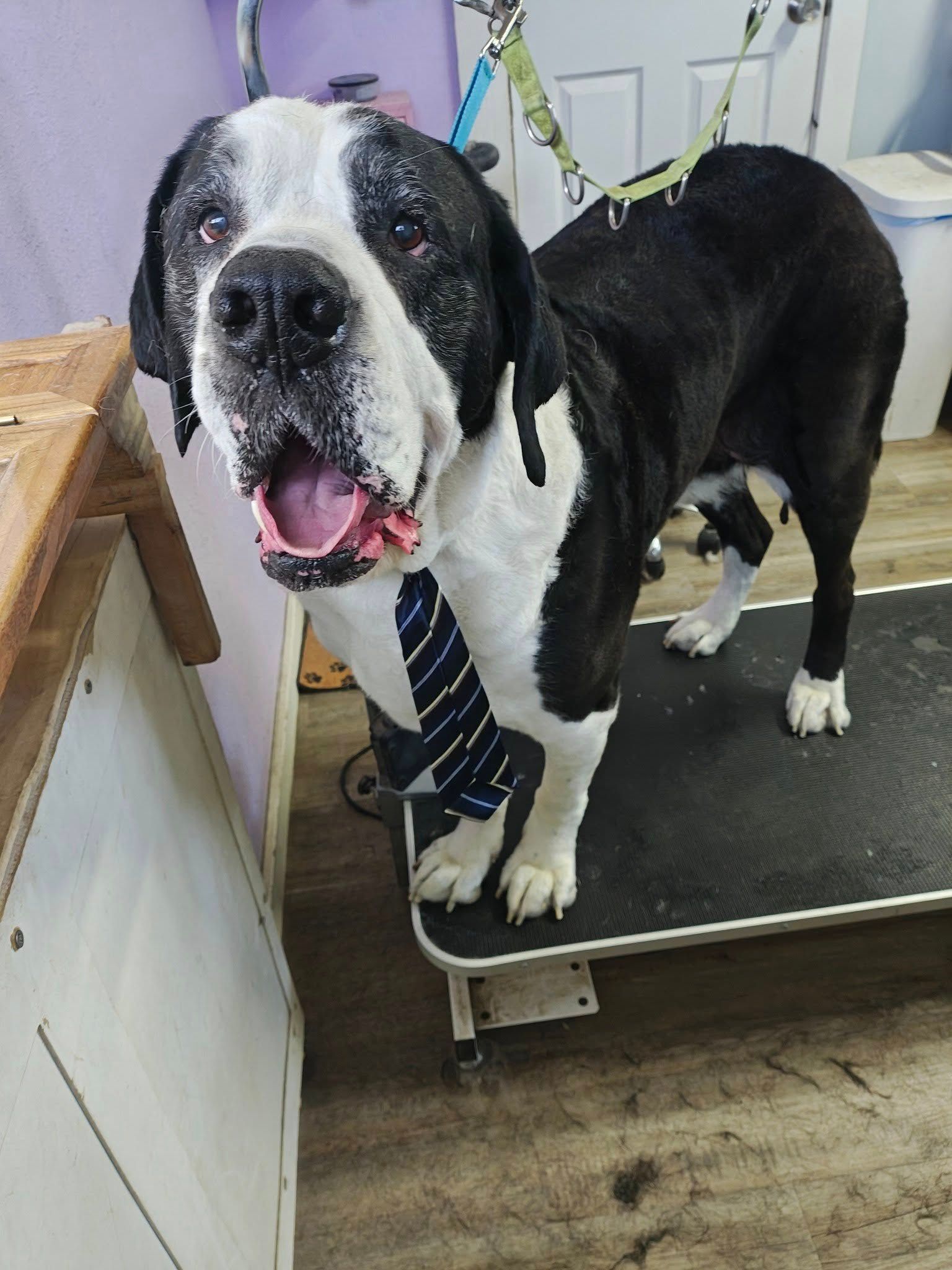Black and white dog standing on a grooming table, wearing a striped tie and panting.