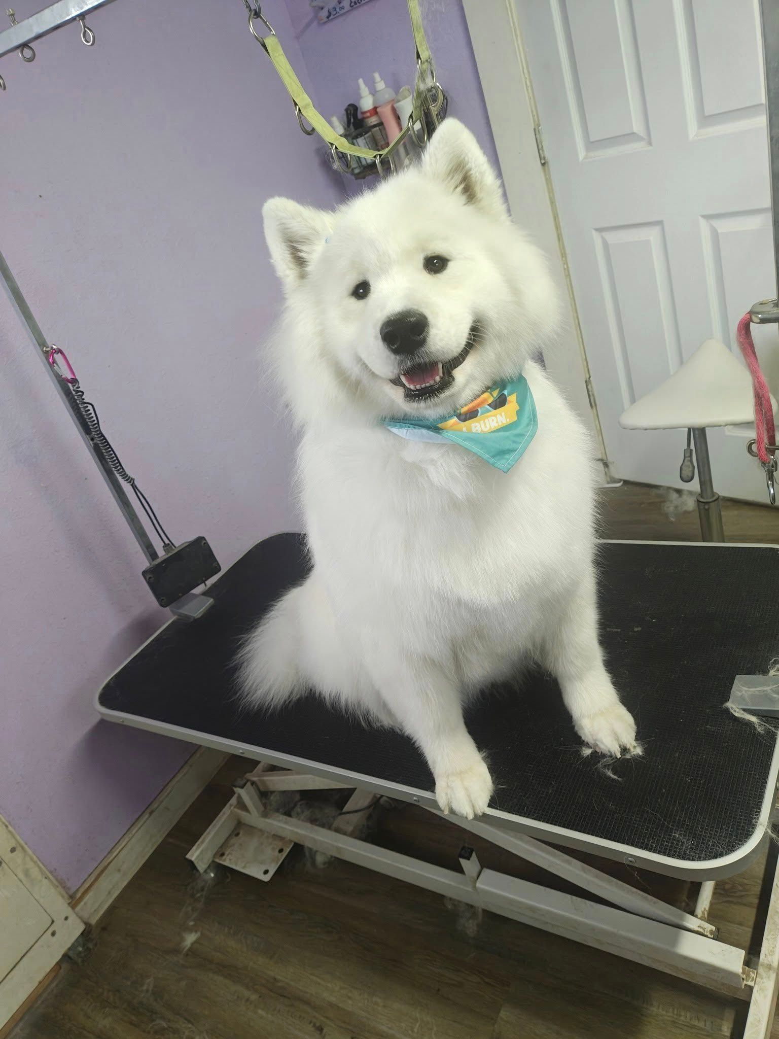 Fluffy white dog sitting on a grooming table, wearing a turquoise bandana and smiling.