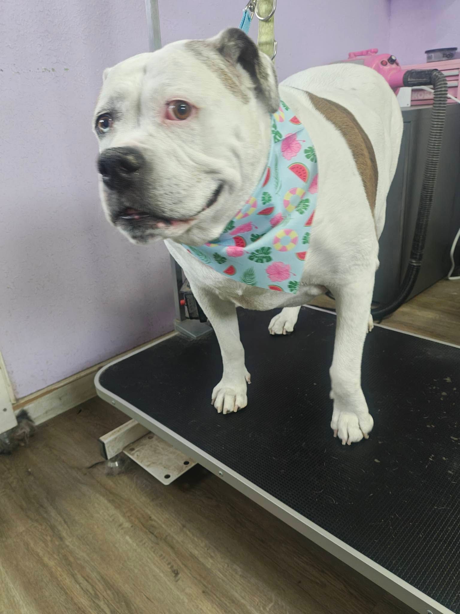 White bulldog wearing a floral bandana stands on a grooming table in a salon.