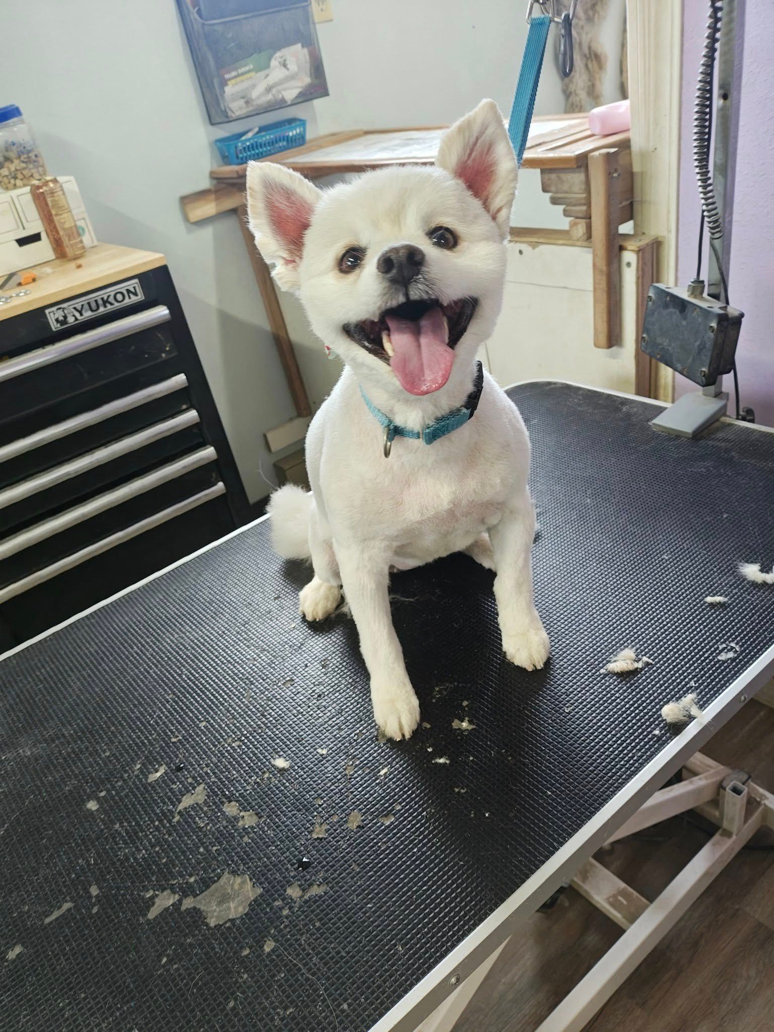 Small white dog with a blue collar sitting on a grooming table, tongue out and smiling.