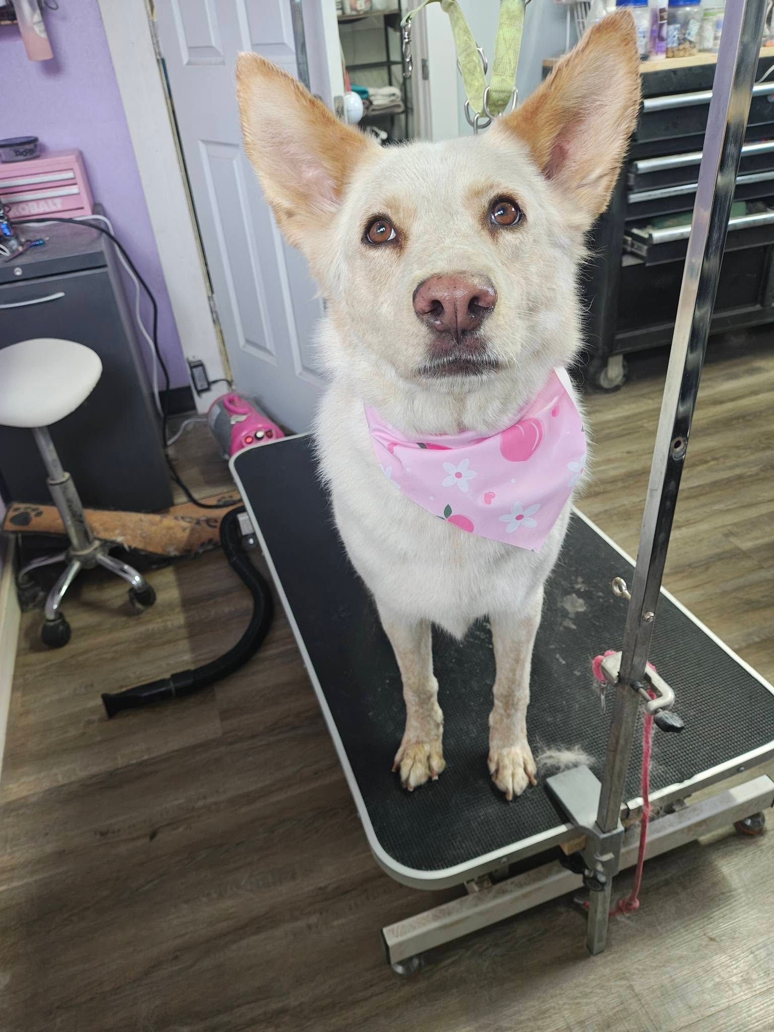 Small dog wearing a pink bandana standing on a grooming table indoors