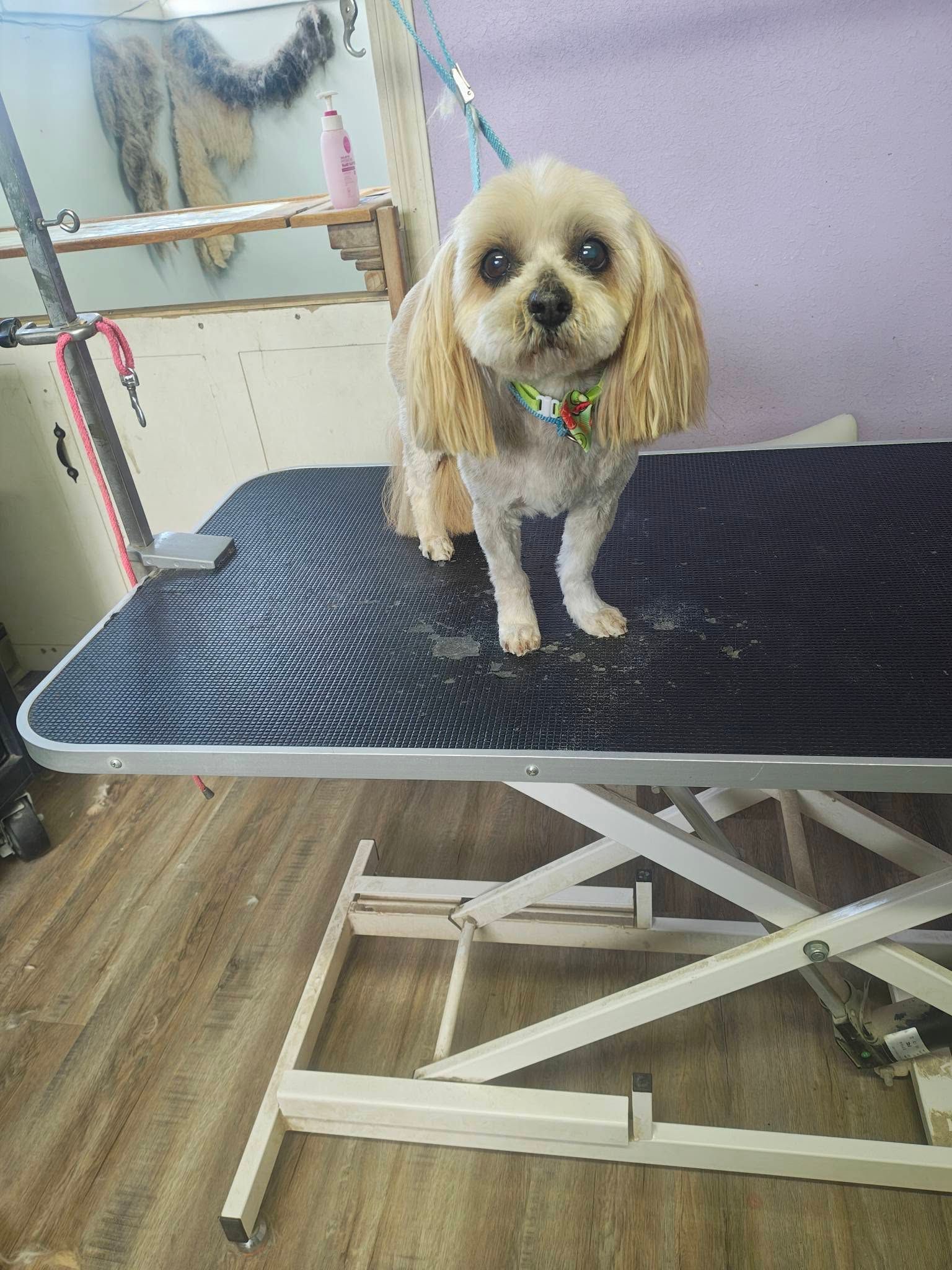 Small tan dog standing on a grooming table in a pet salon