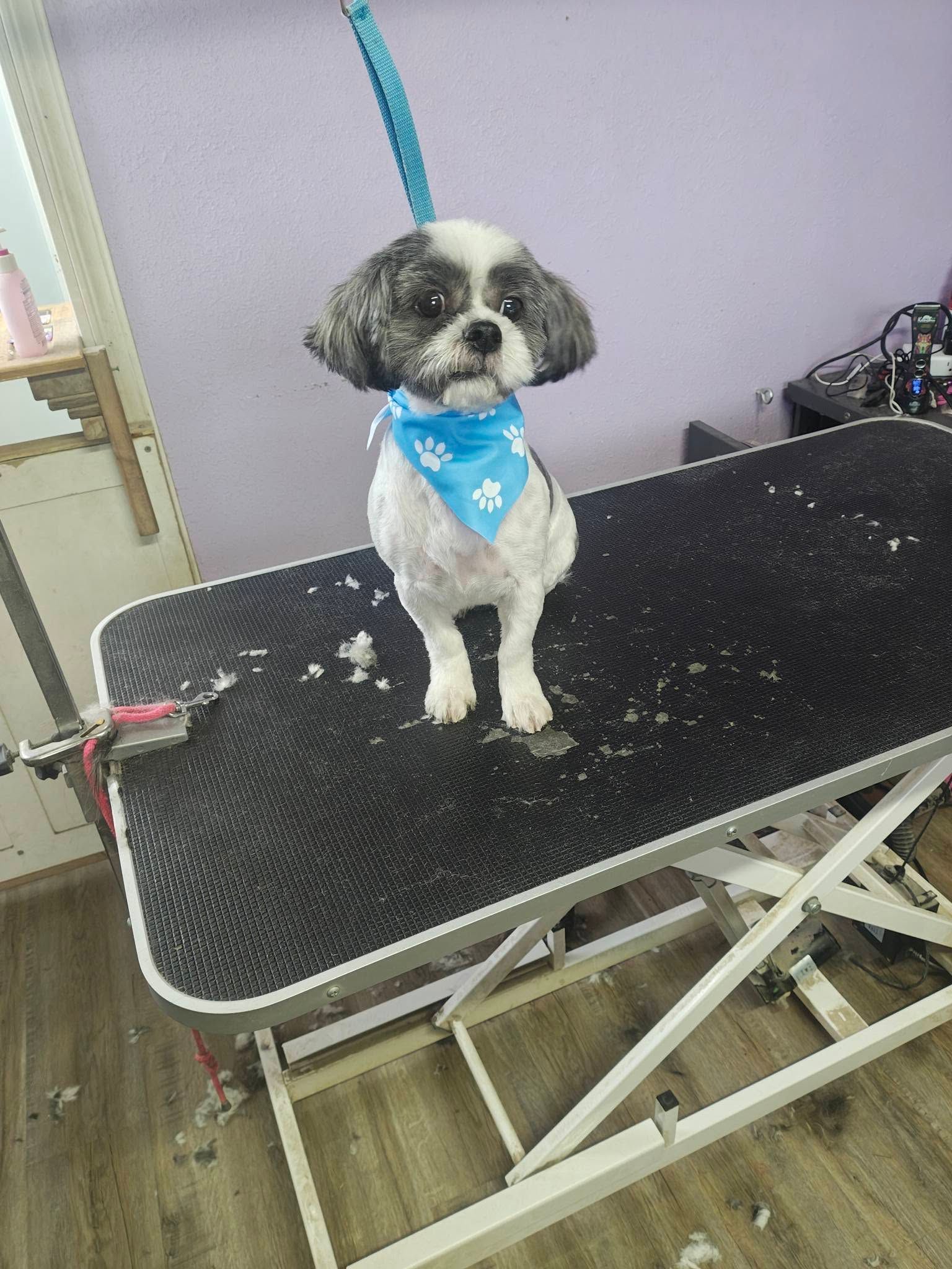 Small black-and-white dog standing on a grooming table, wearing a blue bandana and leash.