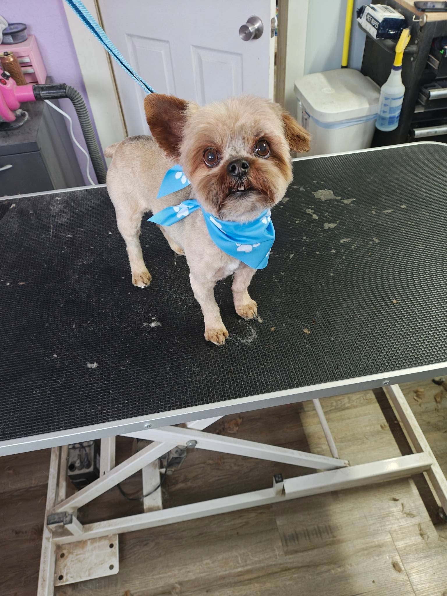 Small brown dog wearing a blue bandana stands on a grooming table indoors.