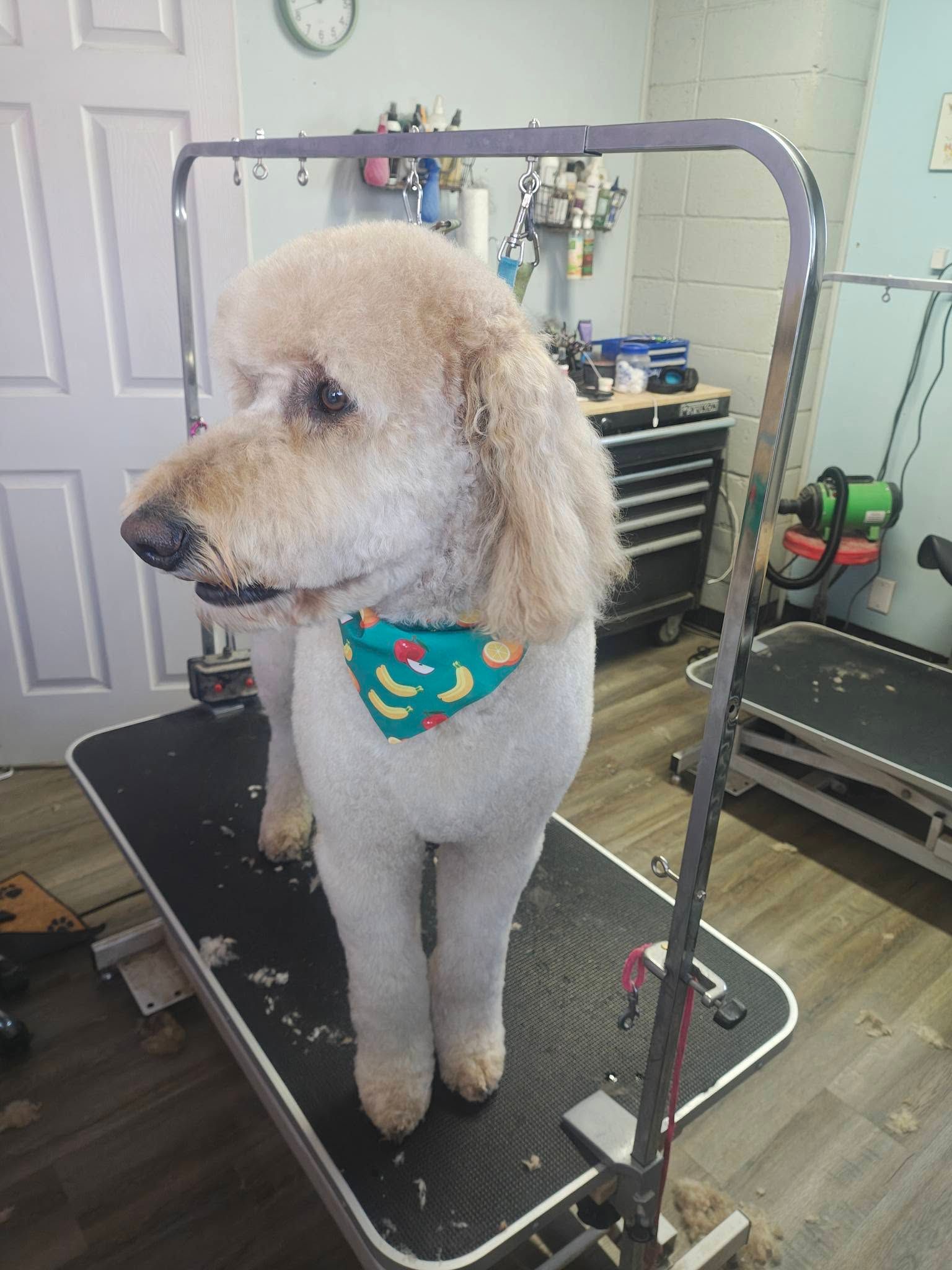 Cream-colored poodle on a grooming table wearing a teal bandana in a pet salon