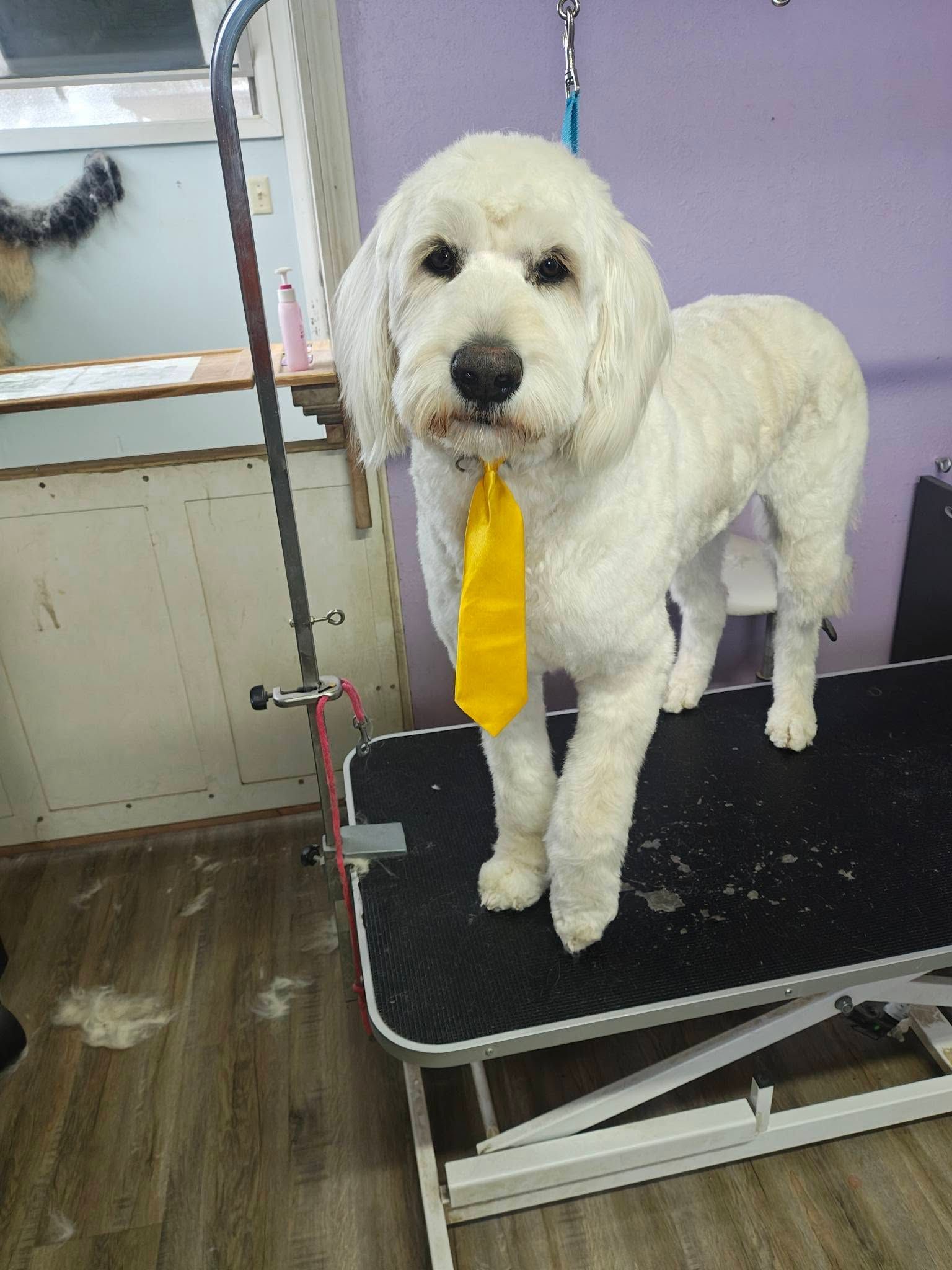 White dog on a grooming table wearing a yellow bandana, standing in a pet salon.
