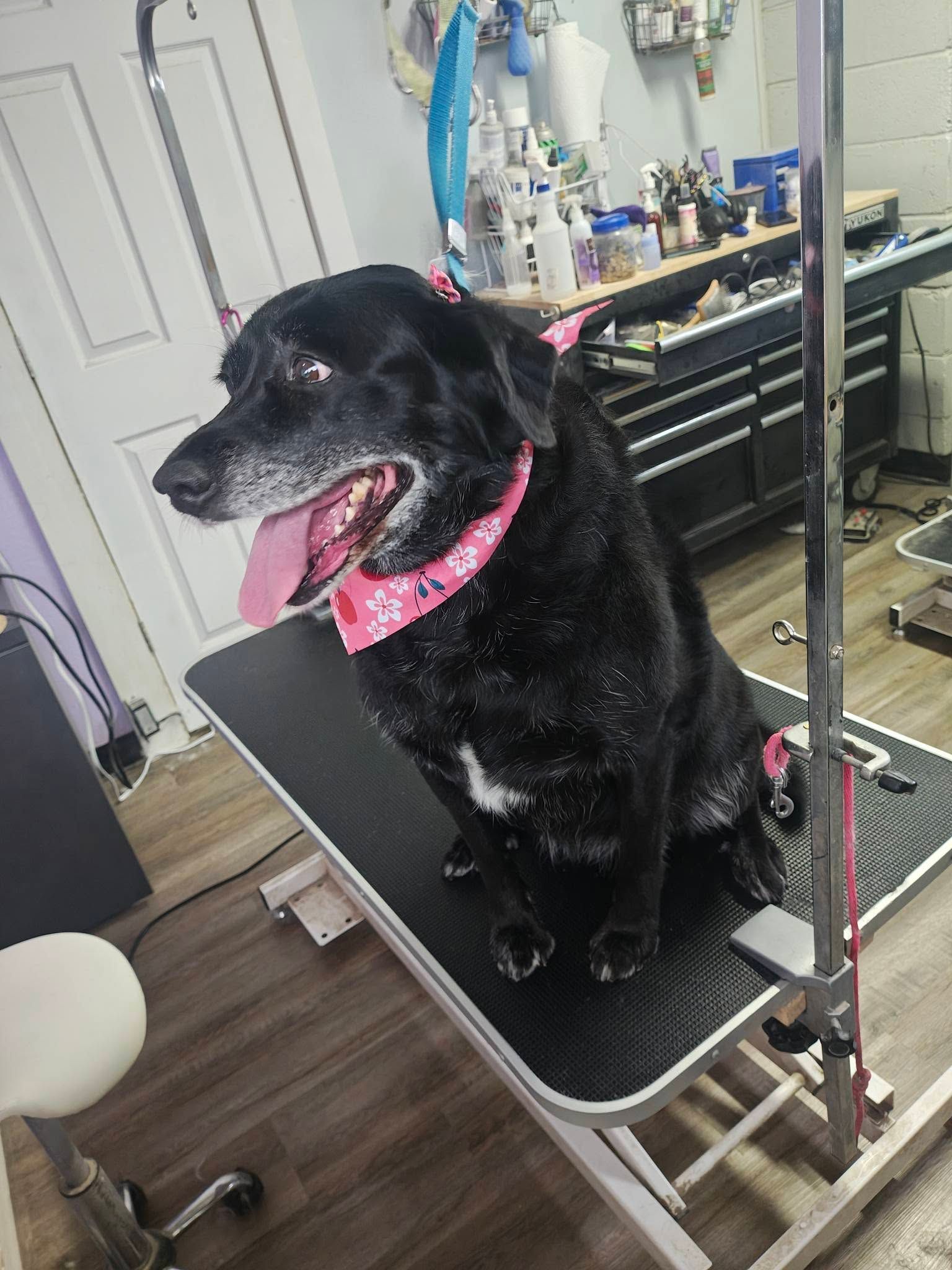 Black dog wearing a pink bandana sits on a grooming table in a pet salon, panting with tongue out