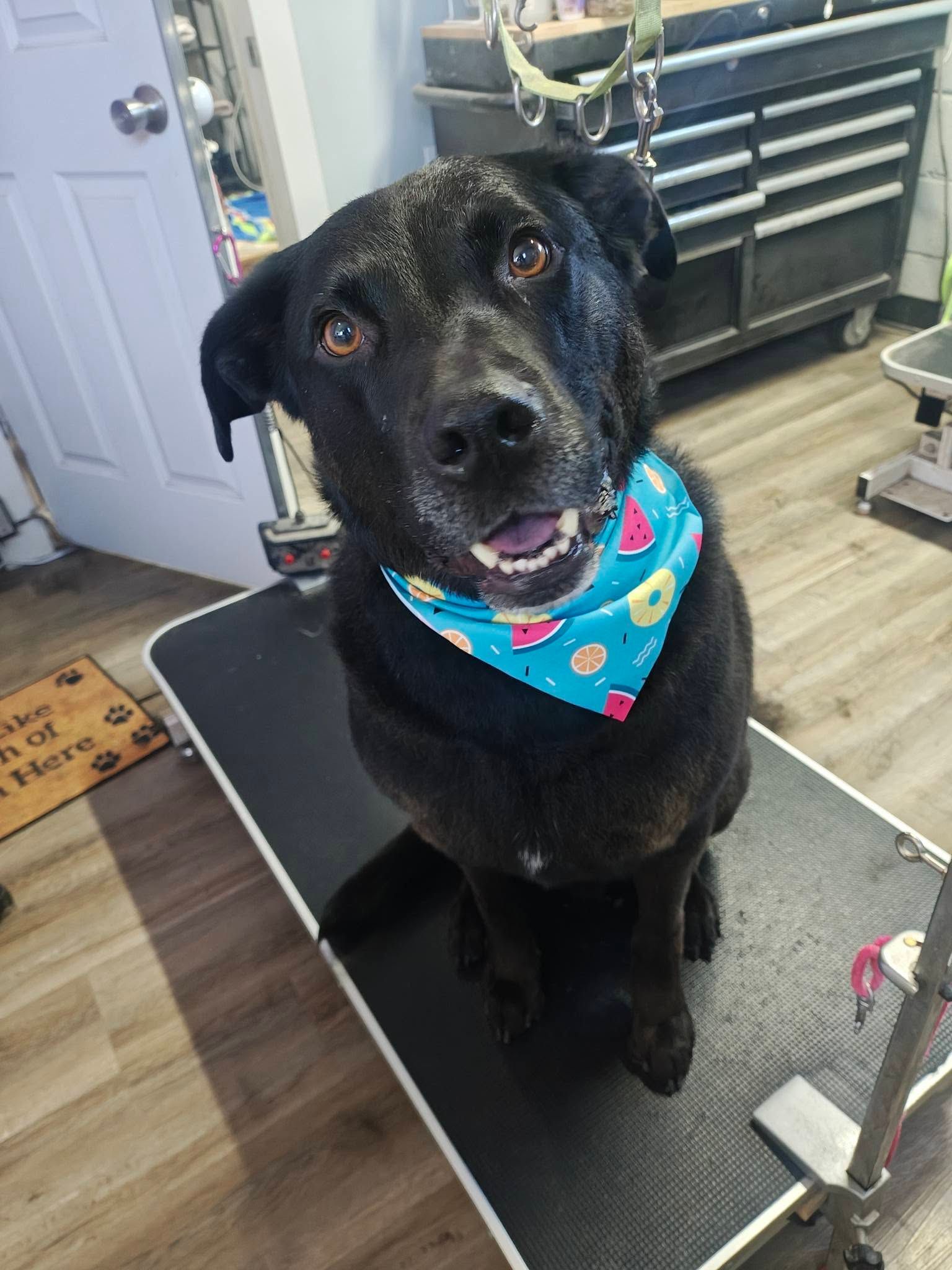 Black dog wearing a blue bandana sits on a grooming table, looking up in a pet salon.