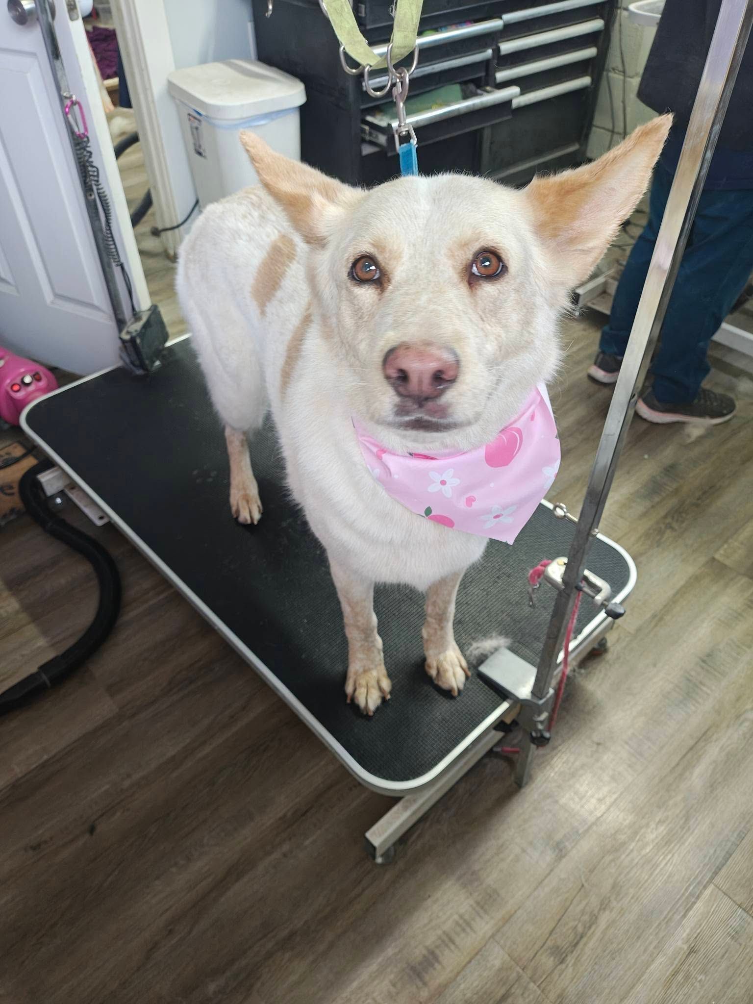 Cream-colored dog with pink bandana standing on a grooming table, looking at the camera.