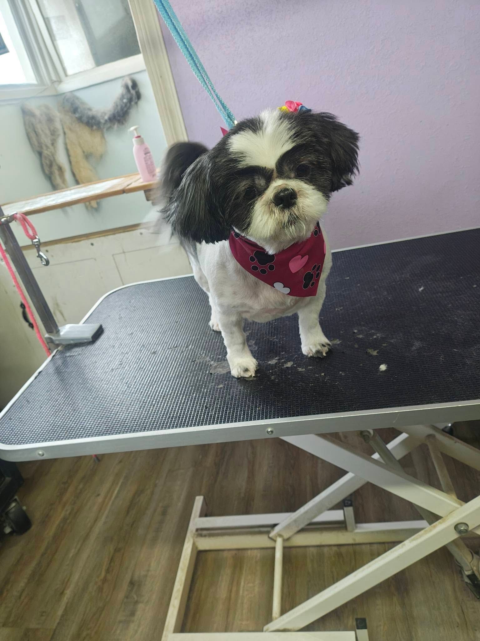 Small black-and-white dog with a pink bandana standing on a grooming table in a salon