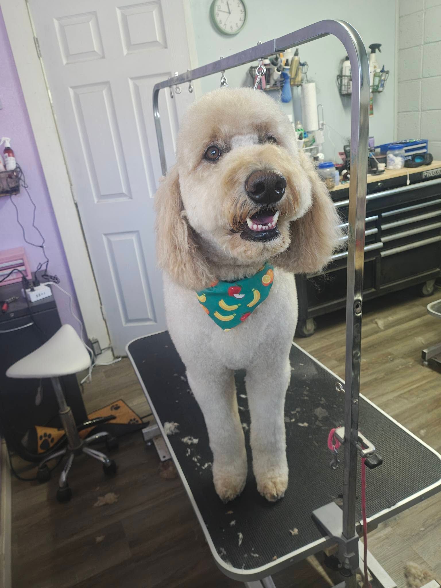 Poodle standing on a grooming table, wearing a colorful bandana in a pet salon.