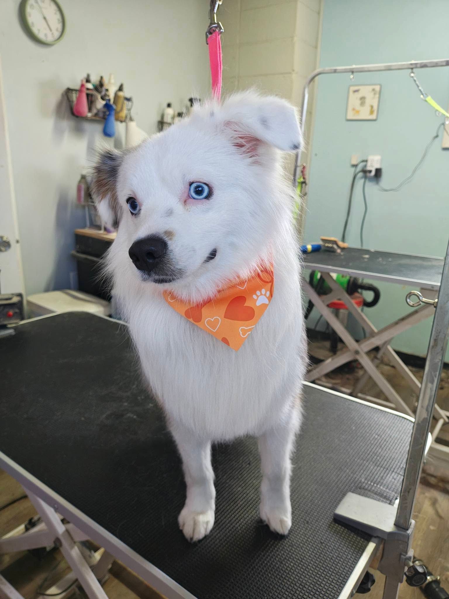 White fluffy dog wearing an orange bandana stands on a grooming table in a pet salon.