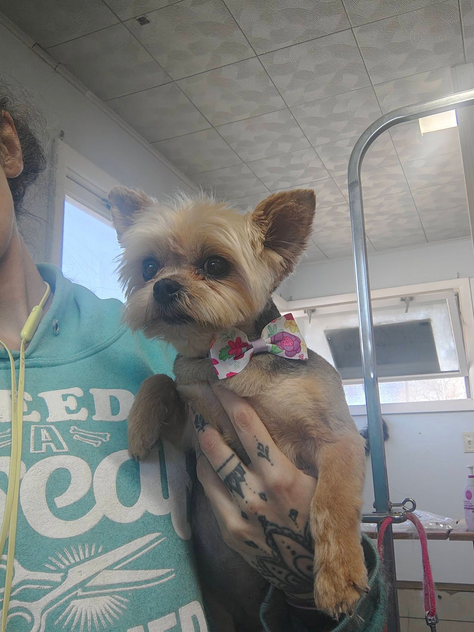 Small tan dog wearing a floral collar, being held indoors by a person in a teal shirt.