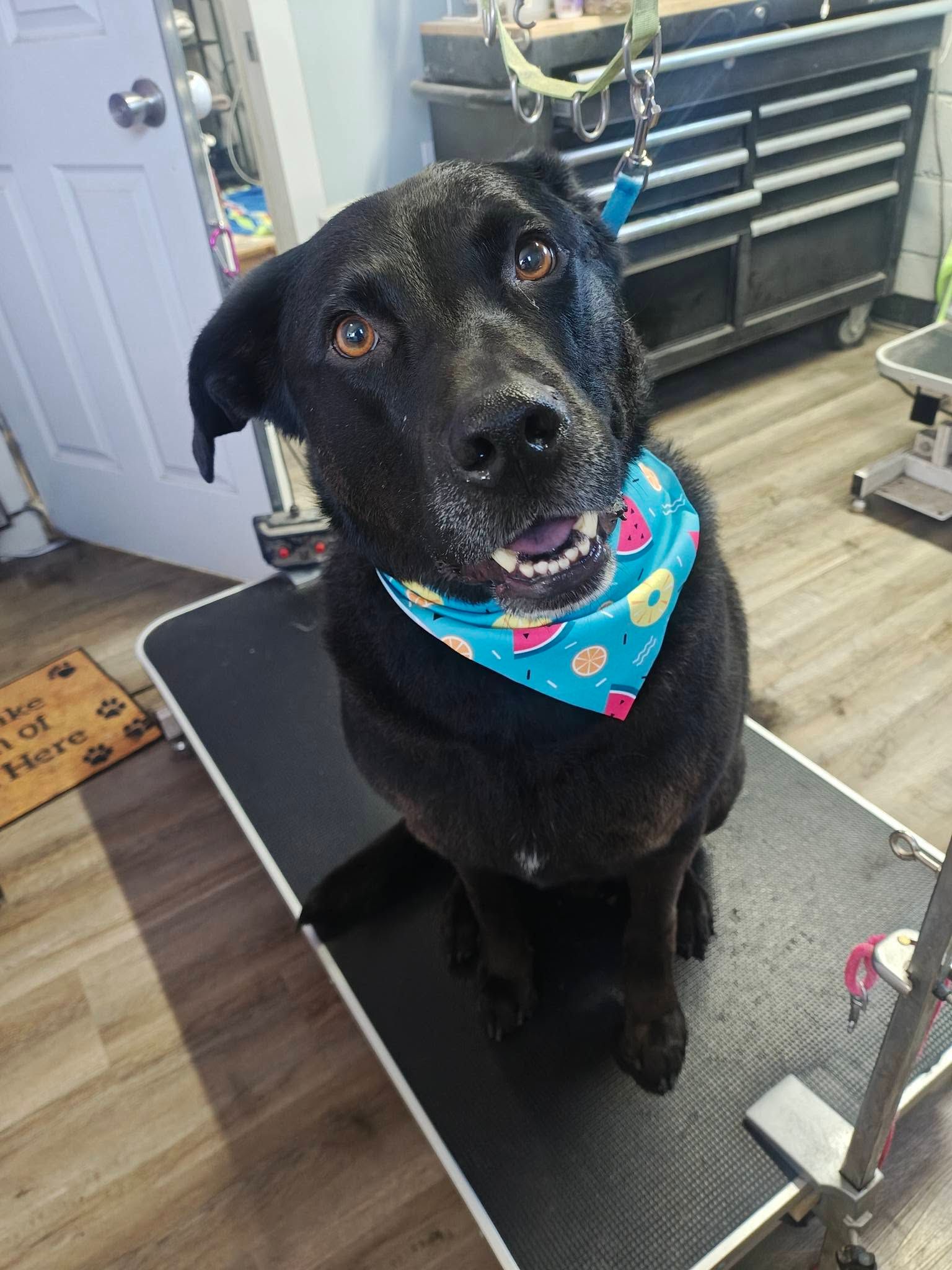 Black dog wearing a blue bandana sits on a grooming table, looking up in a pet salon