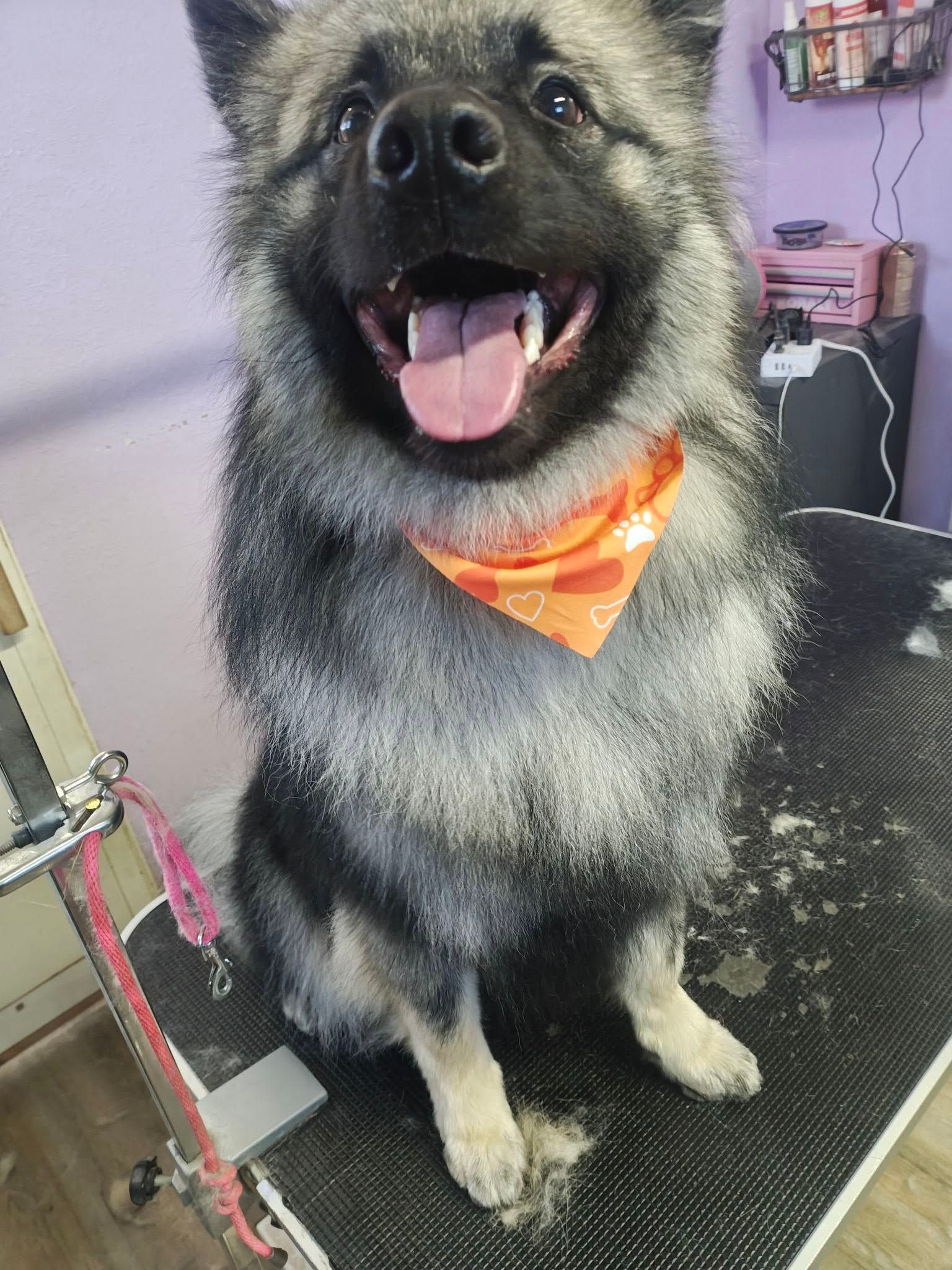 Fluffy black-and-gray dog wearing an orange bandana on a grooming table, panting happily