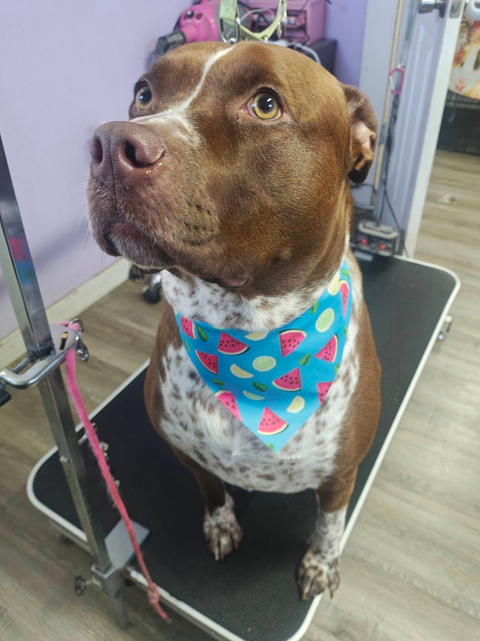 Brown and white dog on grooming table, wearing a blue watermelon bandana, looking up