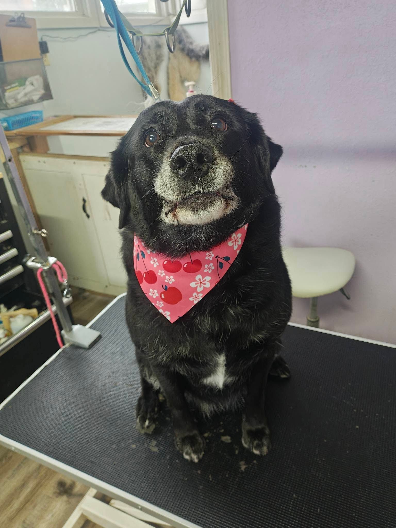 Black dog wearing a pink bandana sits on a grooming table in a pet salon.