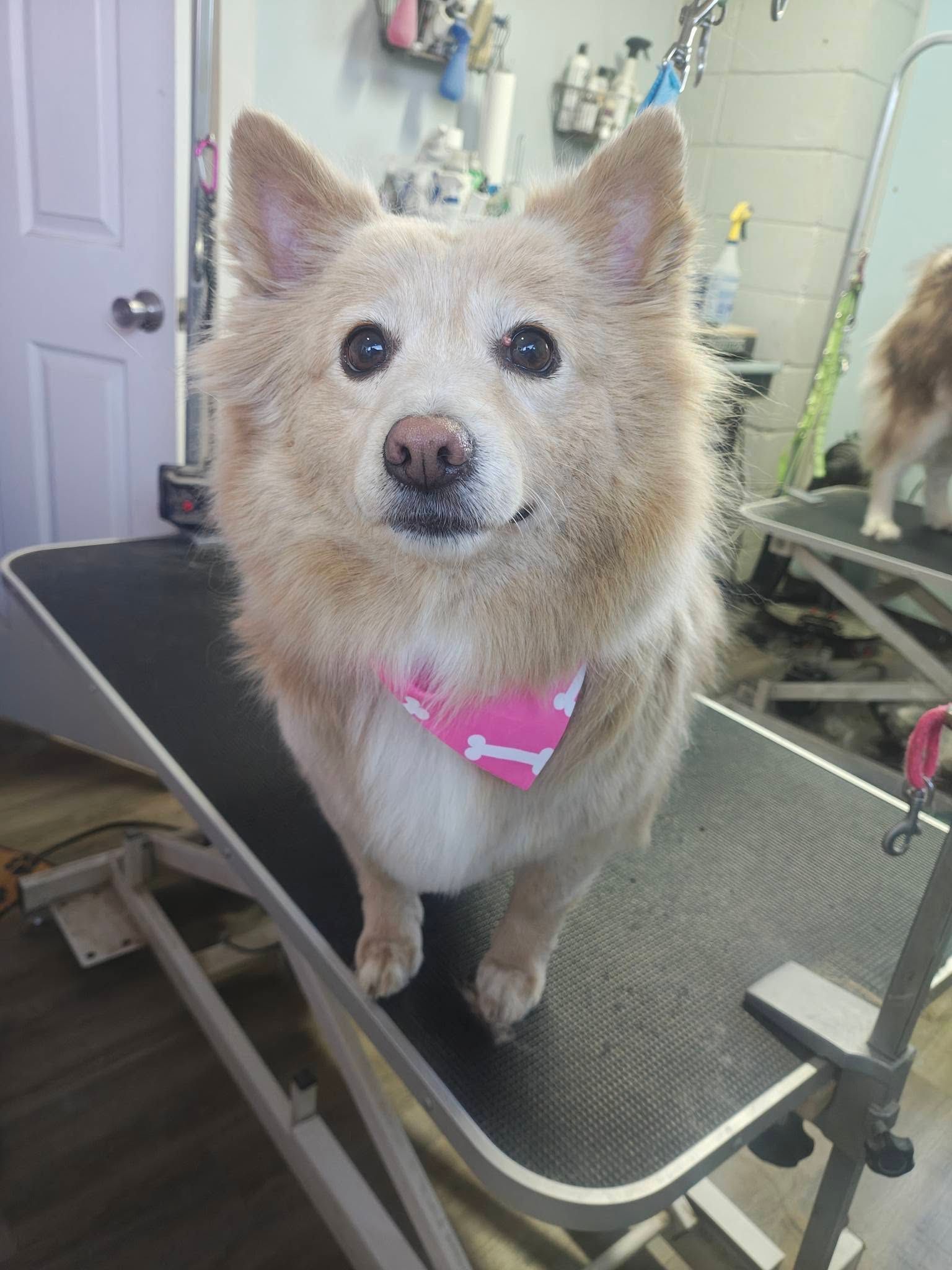 Small fluffy white dog with a pink bandana standing on a grooming table indoors