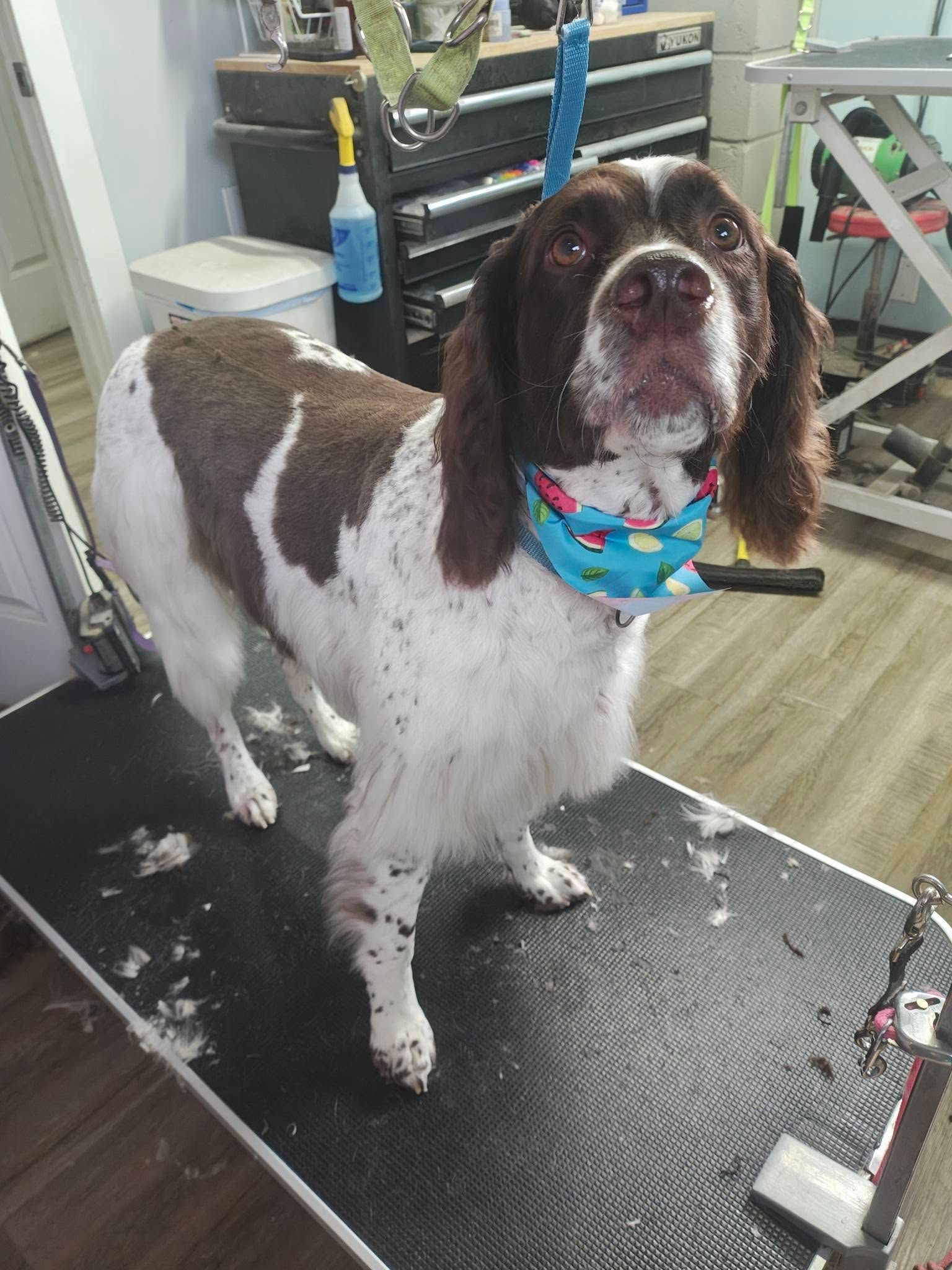 Brown-and-white spaniel standing on a grooming table, wearing a blue bandana and bows, in a salon.