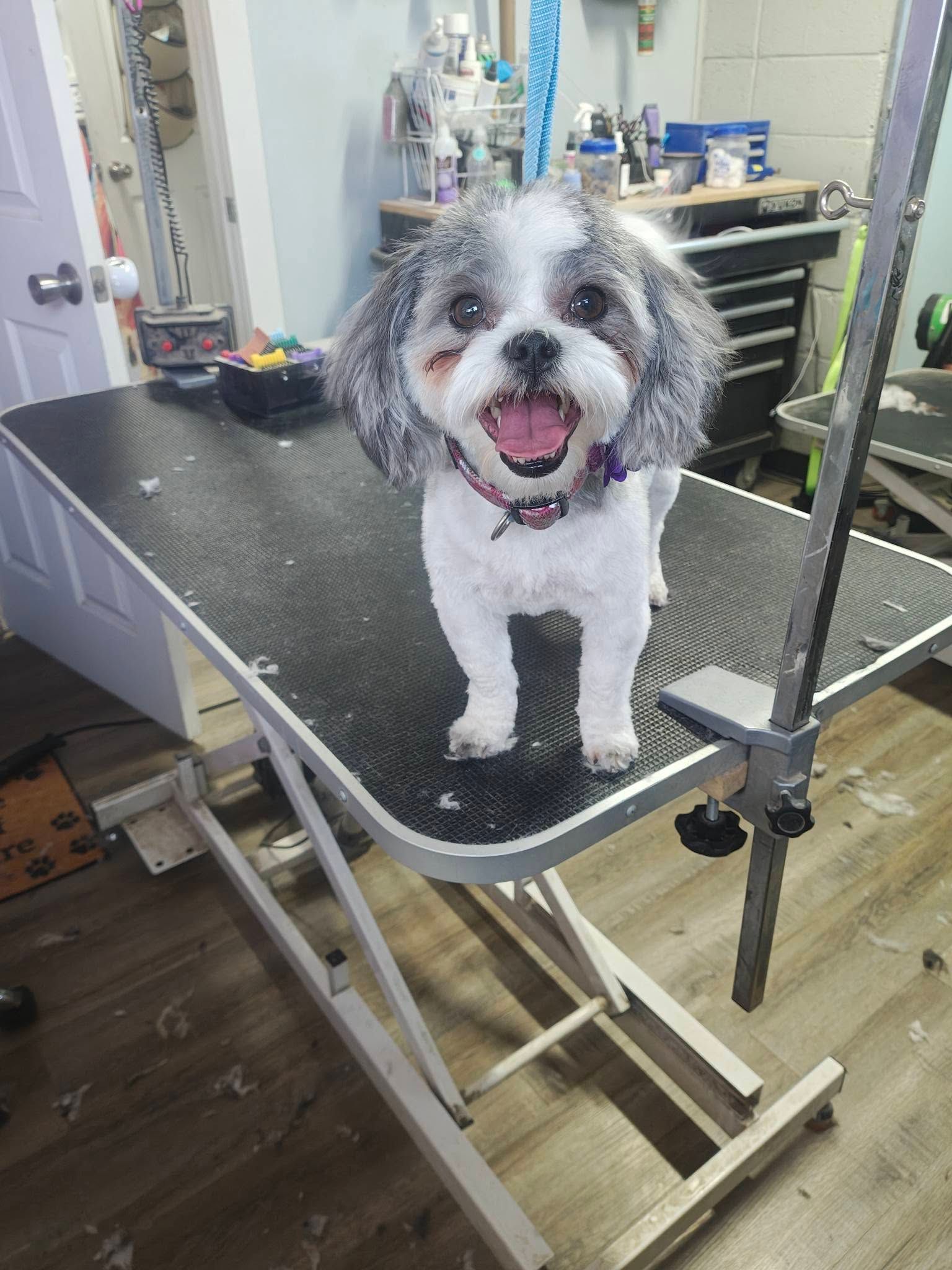 Small curly gray-and-white dog smiling on a grooming table in a pet salon