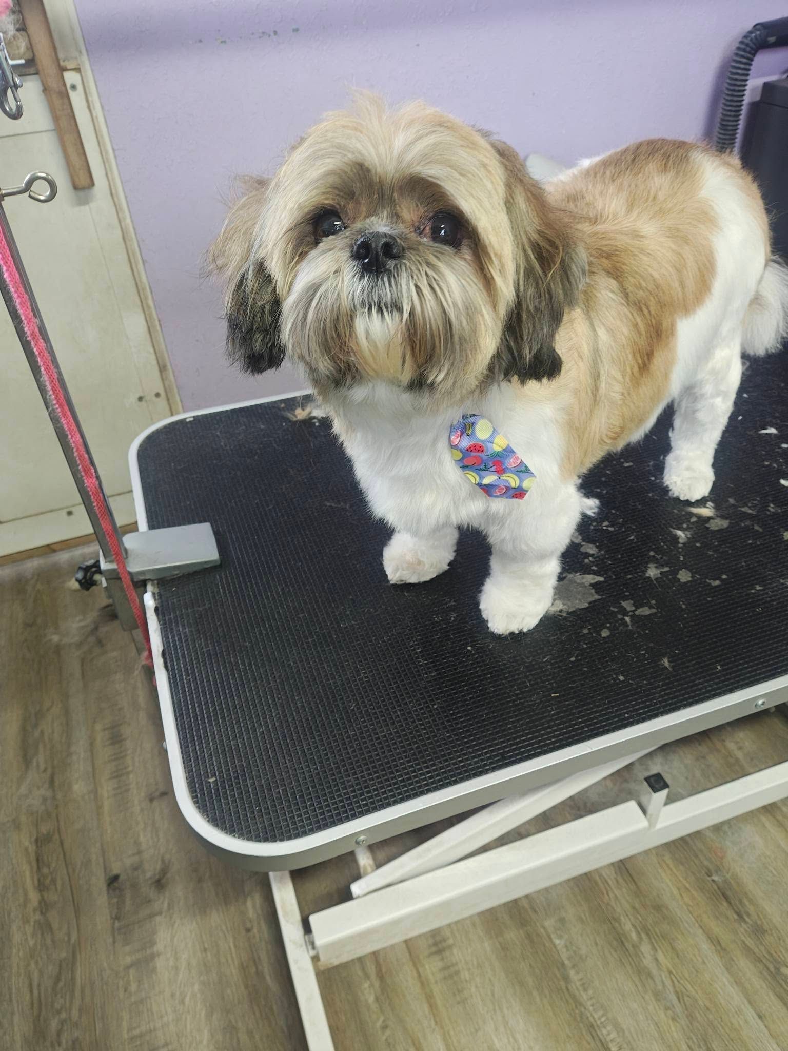 Small fluffy dog standing on a grooming table, wearing a colorful bow tie.