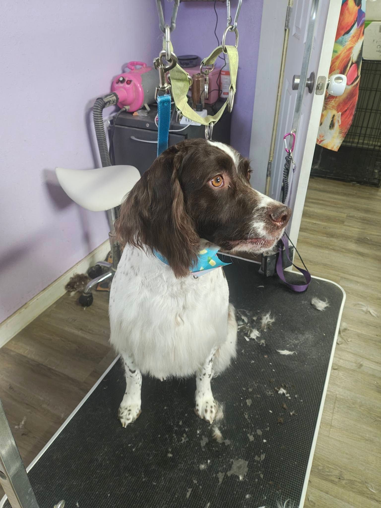 Brown-and-white dog standing on a grooming table with tools and a sink in the background