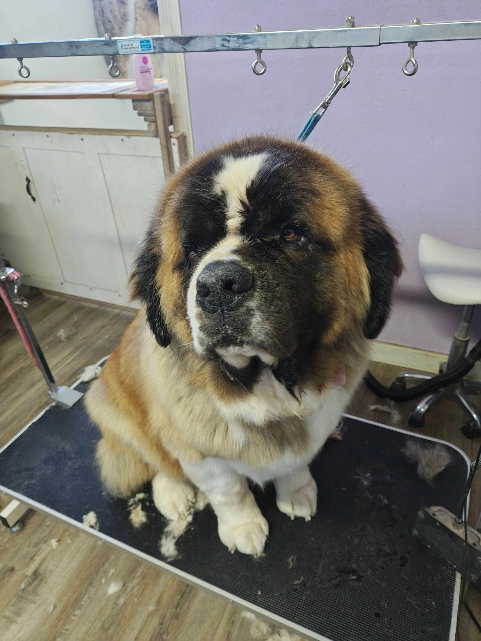 Large fluffy Saint Bernard sitting on a grooming table with grooming straps and tools around it.