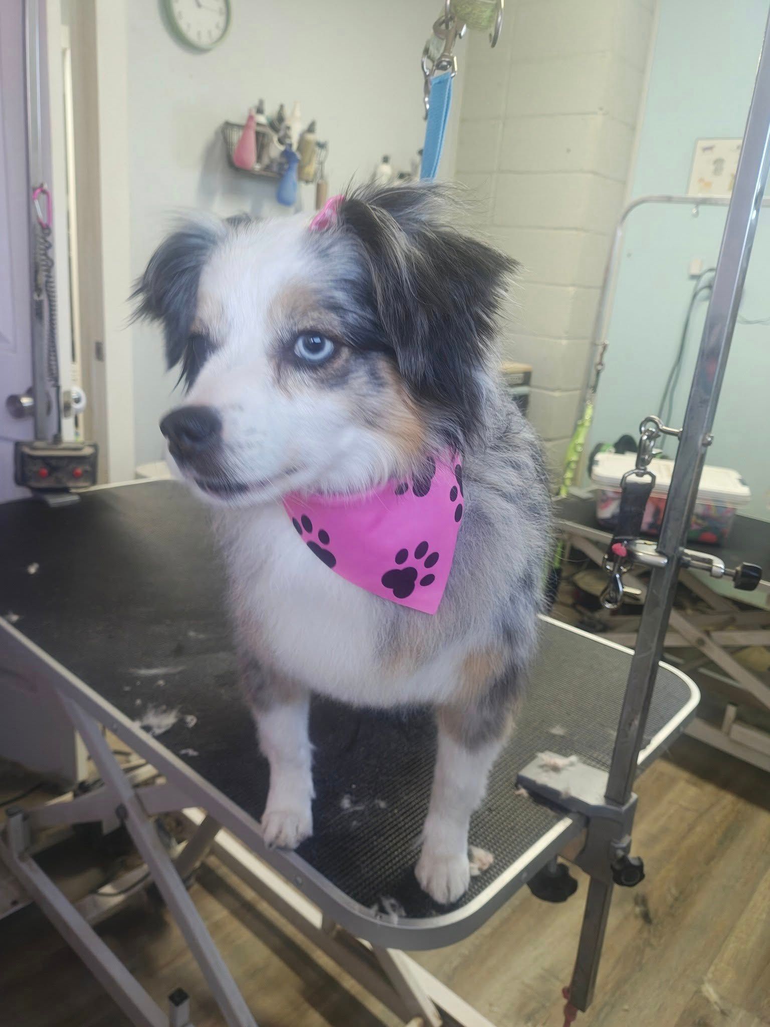 Small dog with blue eyes and a pink bandana standing on a grooming table.