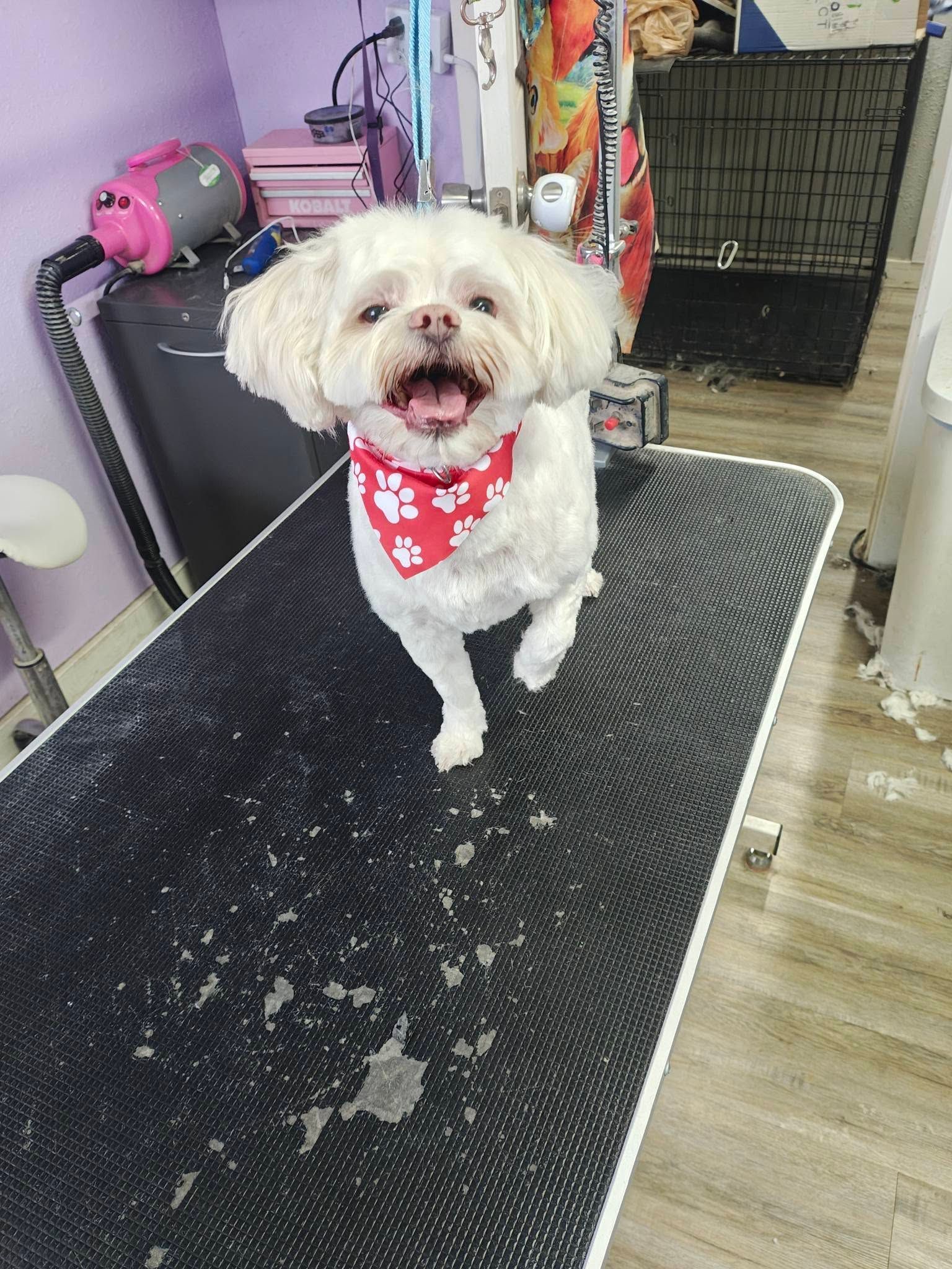 Small white dog in a red bandana standing on a grooming table.