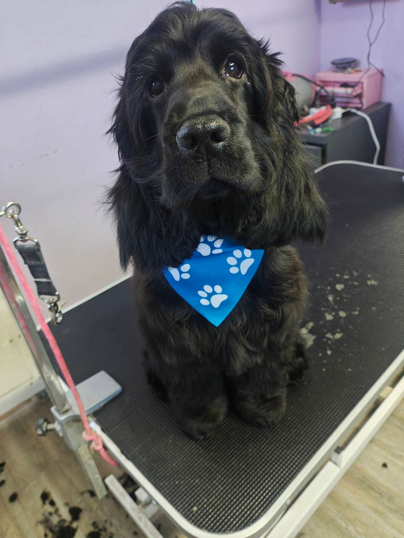 Black dog with a blue paw-print bandana standing on a grooming table.