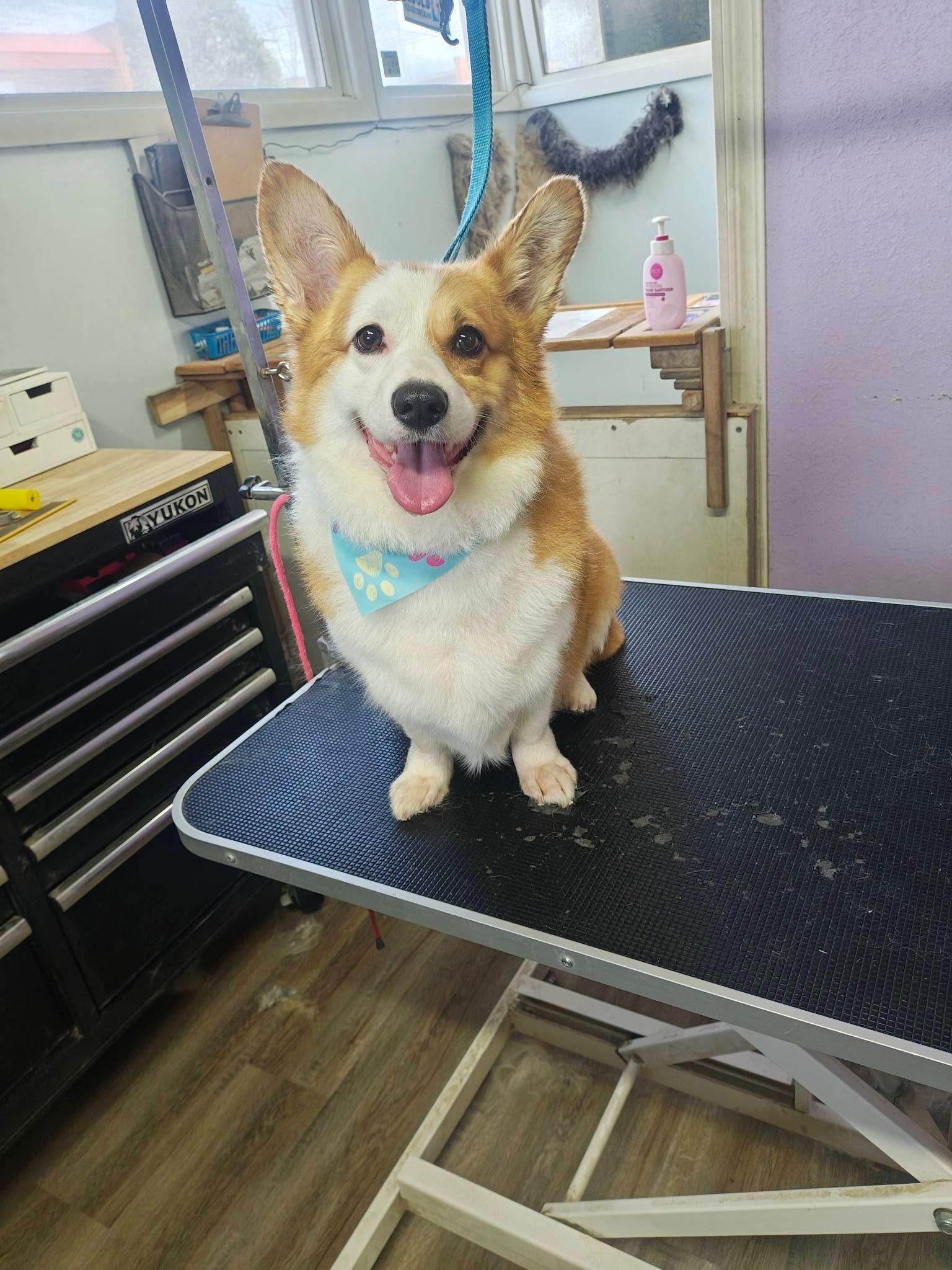 Happy corgi sitting on a grooming table, tongue out, in a pet salon.