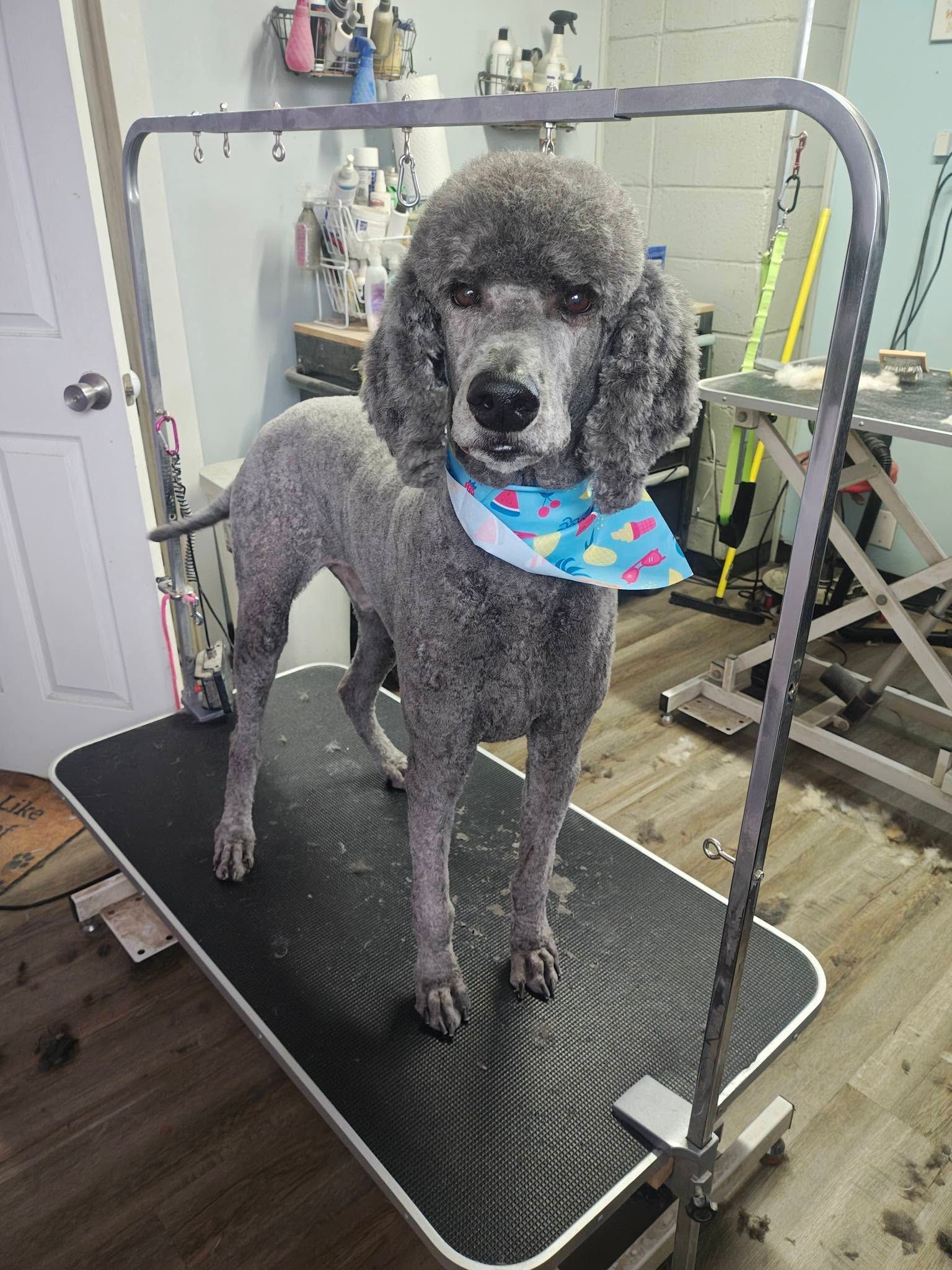 Gray poodle standing on a grooming table, wearing a colorful bandana.