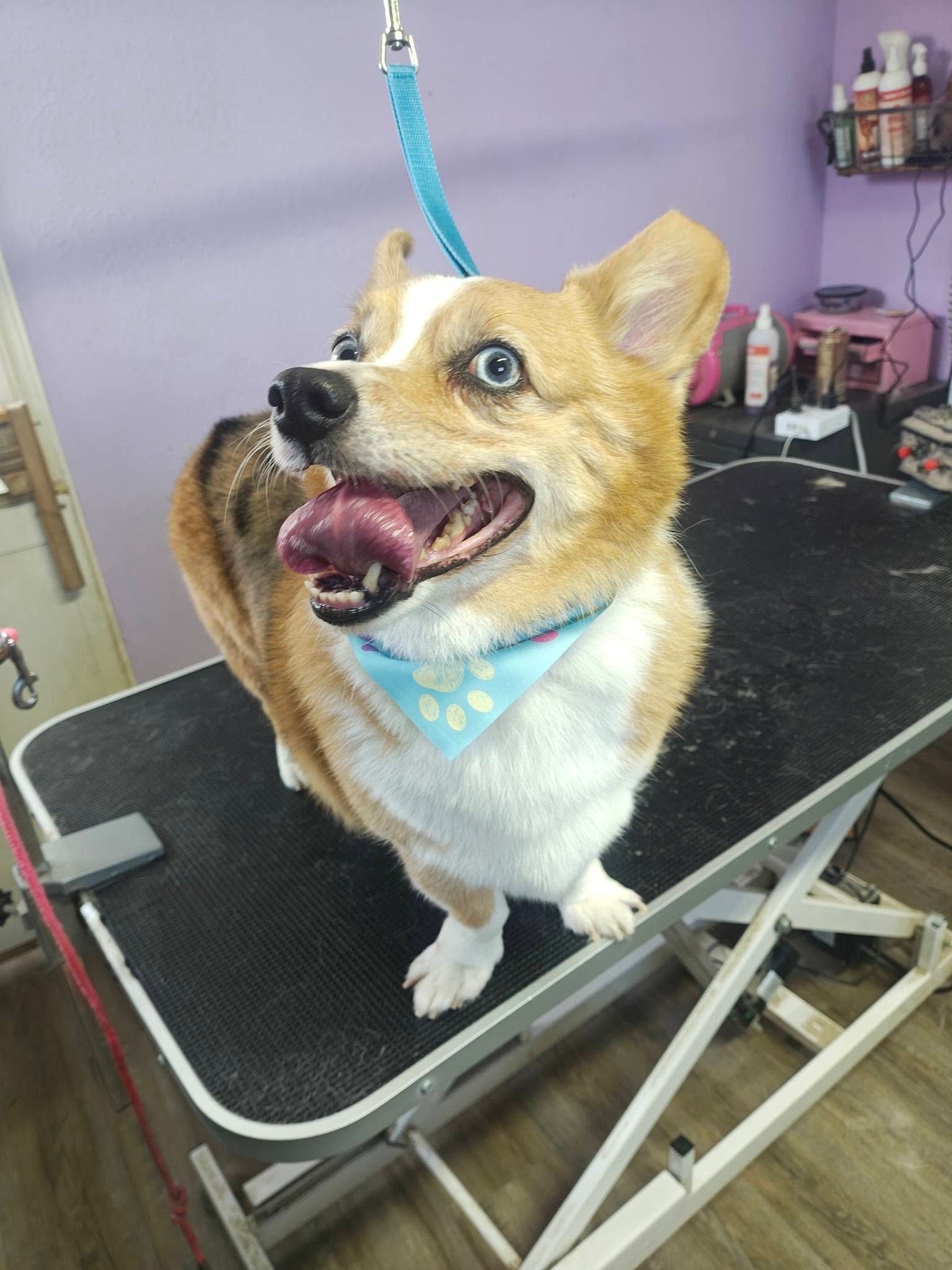 Small dog on a grooming table, wearing a blue bandana and leash, looking alert and happy