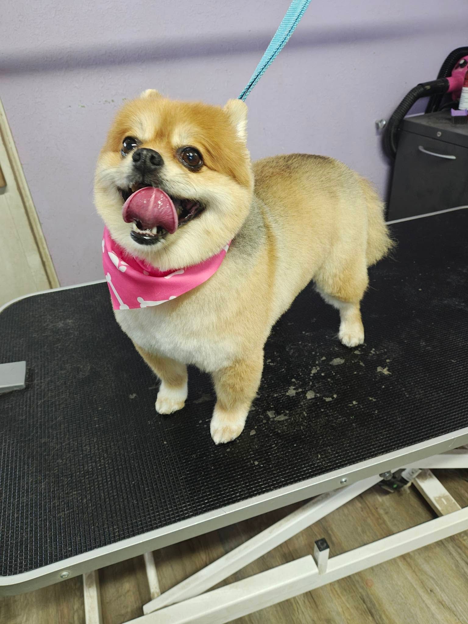 Small tan dog wearing a pink bandana, standing on a grooming table with leash attached.
