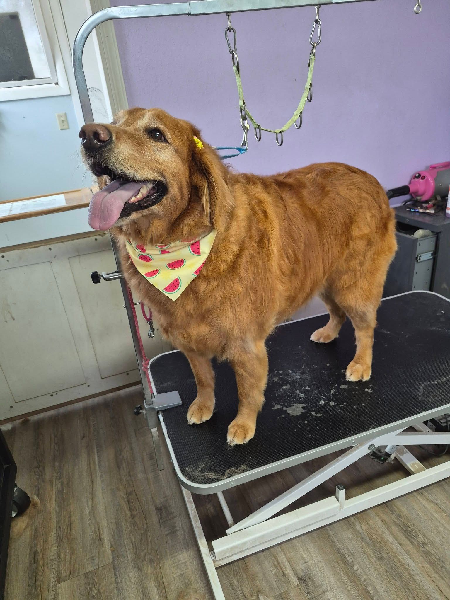 Golden retriever on a grooming table, panting with a pink bandana in a pet salon.